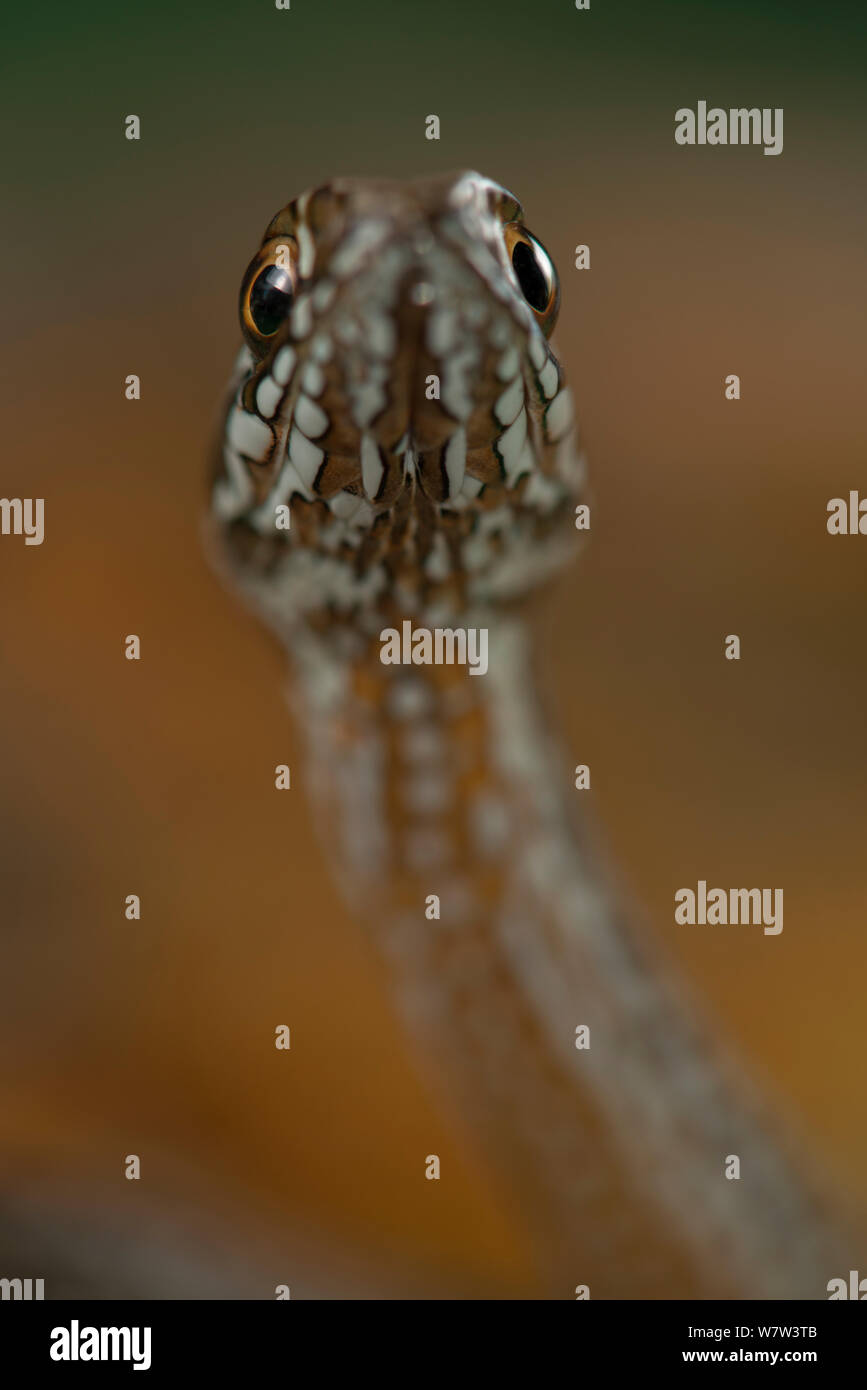 Il novellame di Montpellier snake (Malpolon monspessulanus) Portogallo, Luglio. Foto Stock