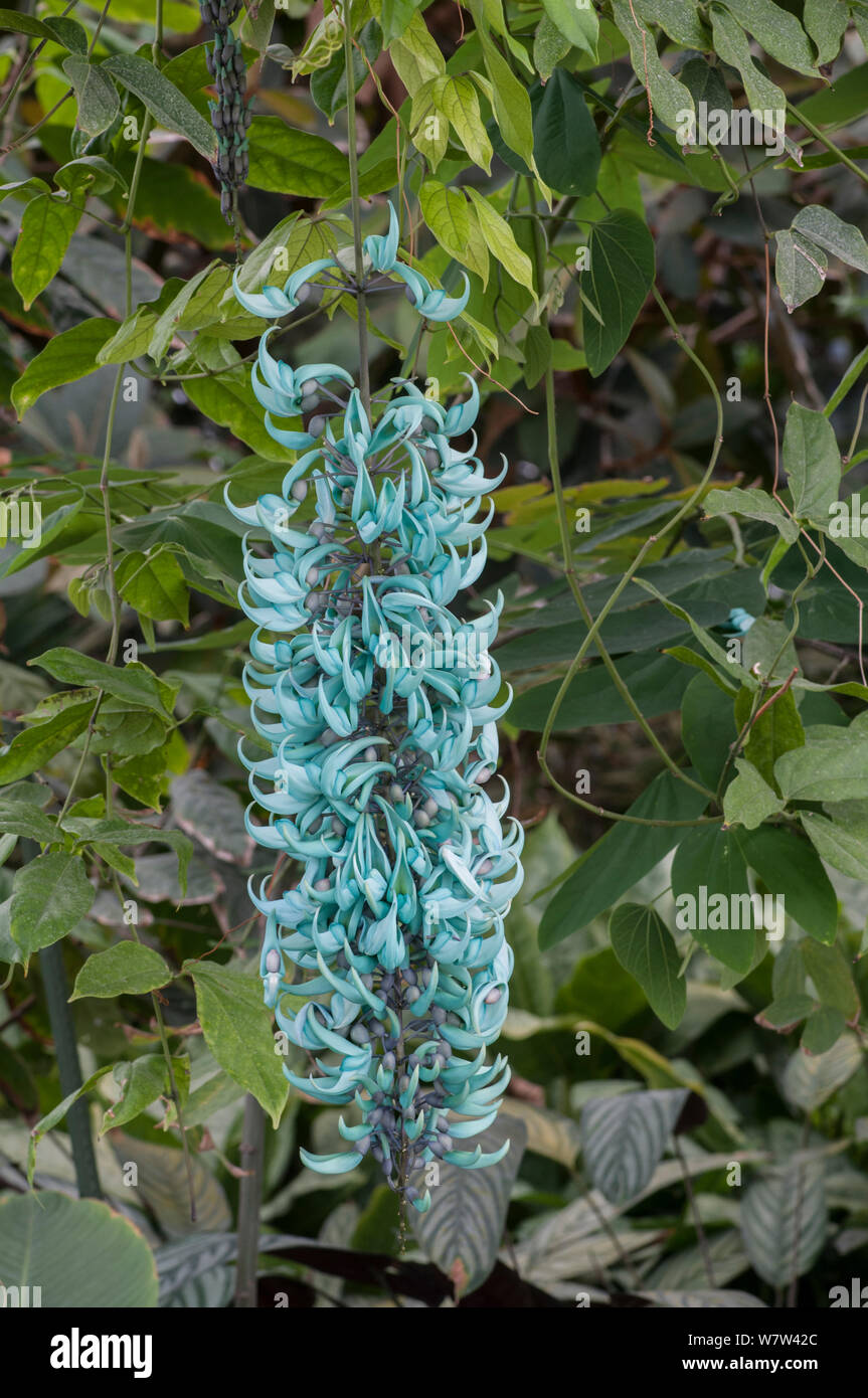 Jade Vine (Strongylodon macrobotrys) nativa per le Filippine. Foto Stock