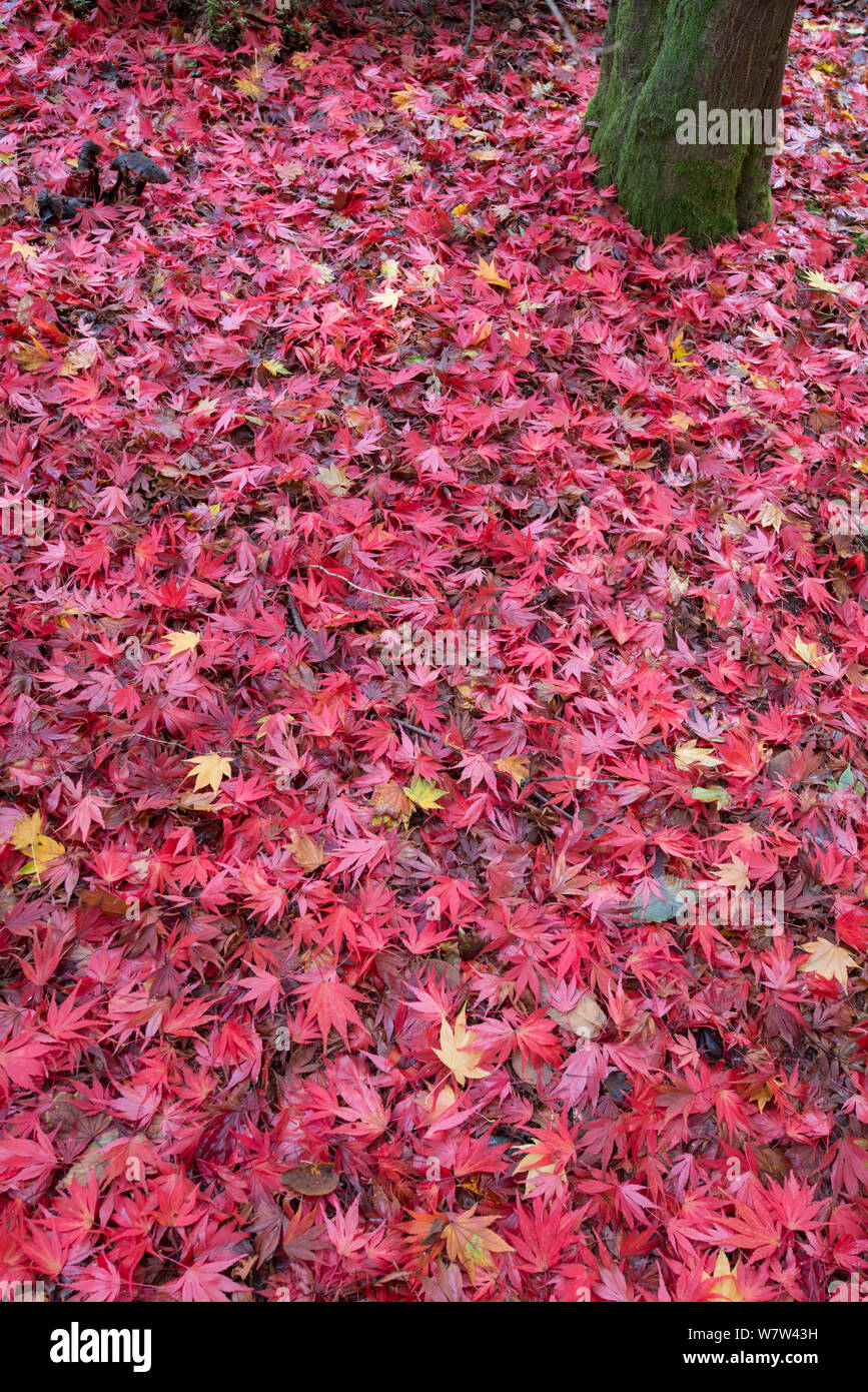 Caduto foglie di Acero (Acer sp.) in autunno. Winkworth arboreto, Surrey, England, Regno Unito, ottobre. Foto Stock