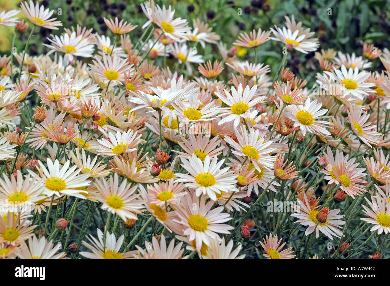 Africana di mamma Margherita nel giardino Foto Stock