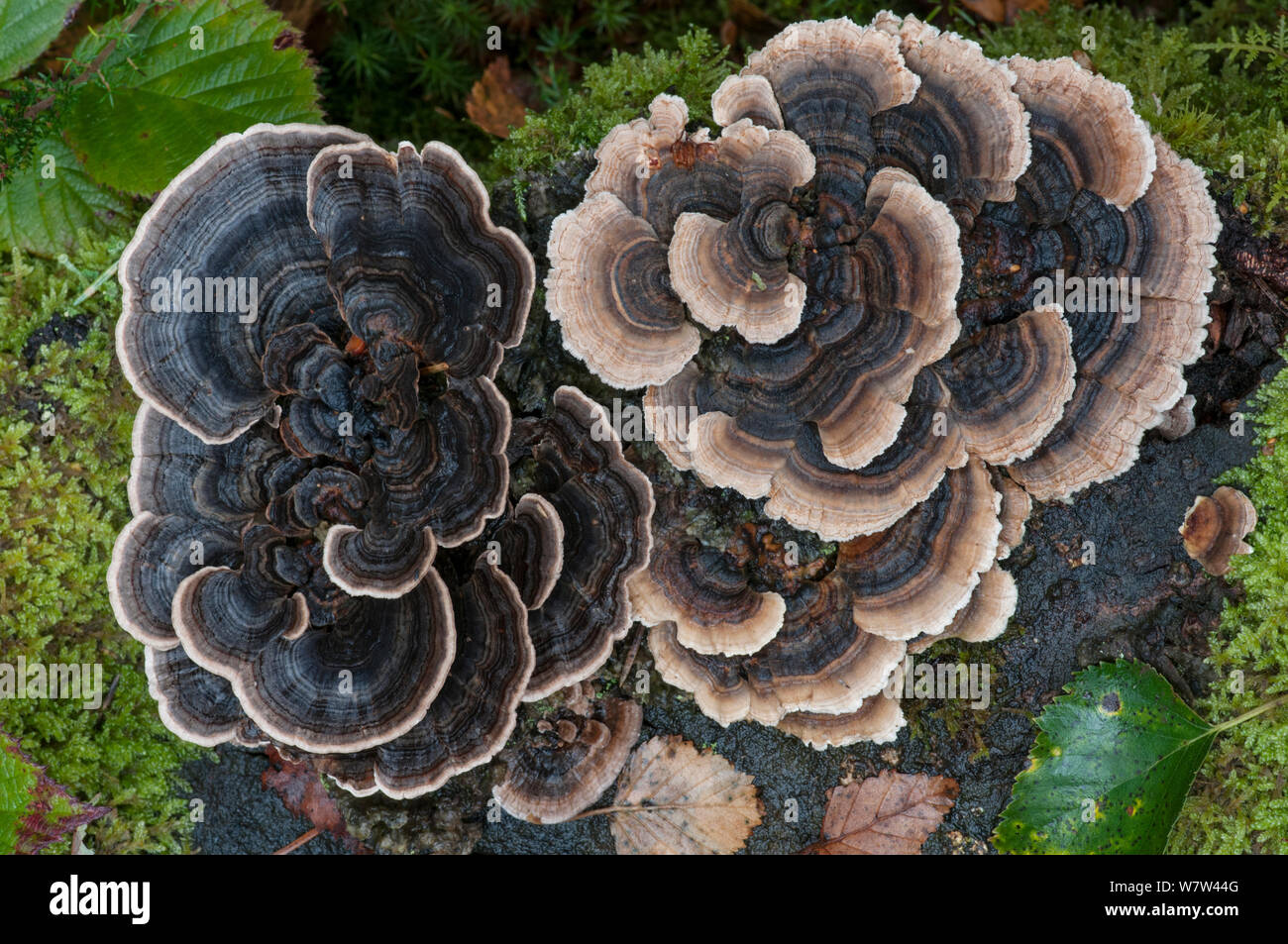 Fungo Turkeytail (Trametes versicolor) Snowdonia, Wales, Regno Unito, ottobre. Foto Stock