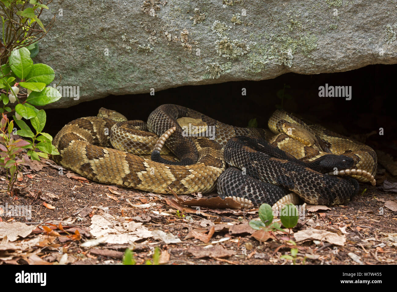 Legname rattlesnakes (Crotalus horridus) femmine gravido crogiolarsi per portare i giovani a termine, Pennsylvania, USA, luglio. Foto Stock