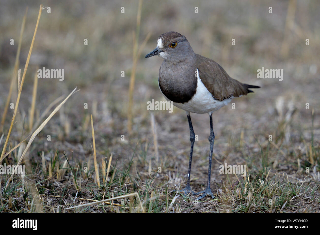 Wattled africana Pavoncella (Vanellus senegallus) Masai Mara, Kenya. Foto Stock