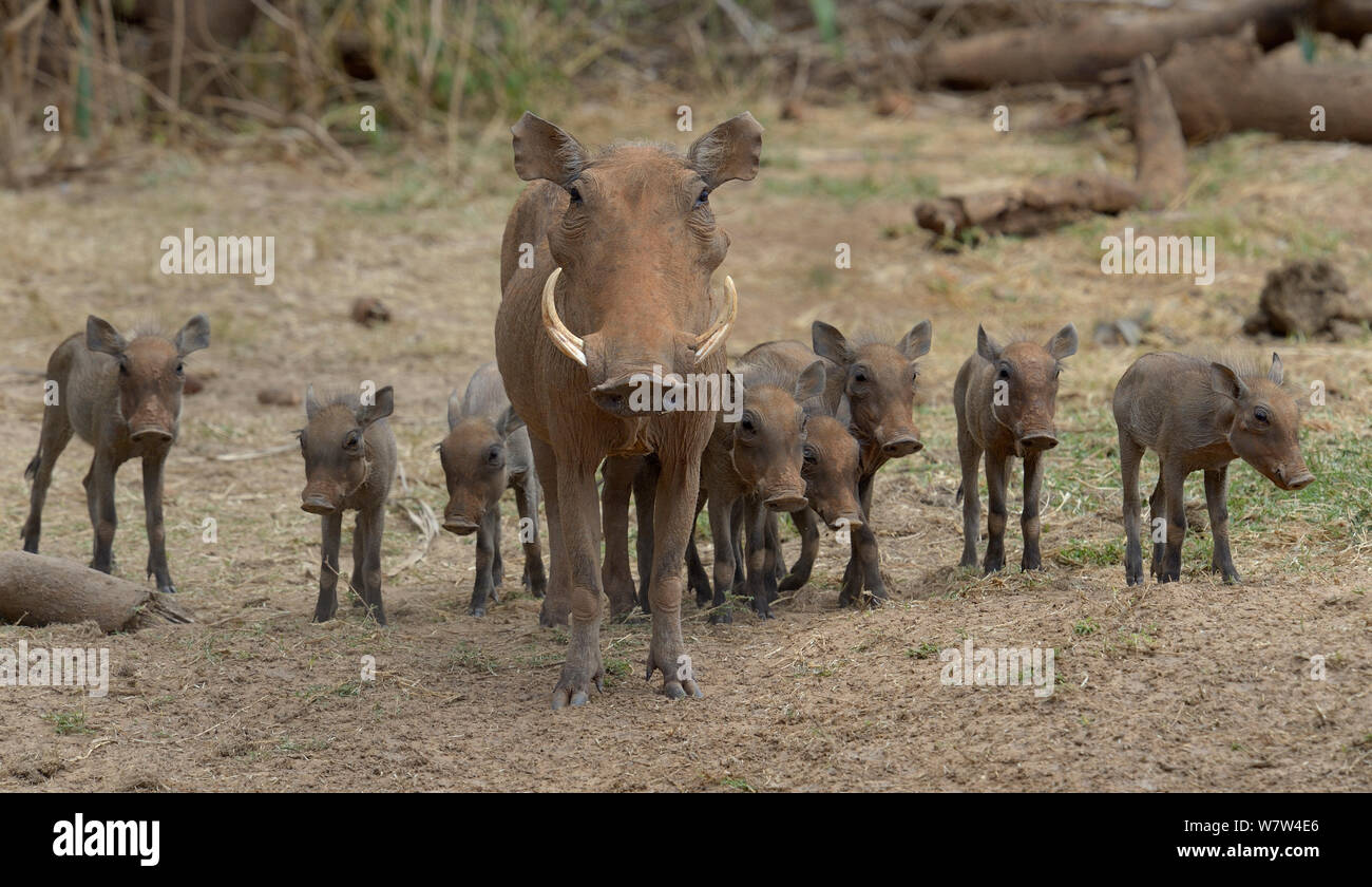 Warthog (Phacochoerus aethiopicus) con un grande gruppo di giovani, il Masai Mara, Kenya. Foto Stock