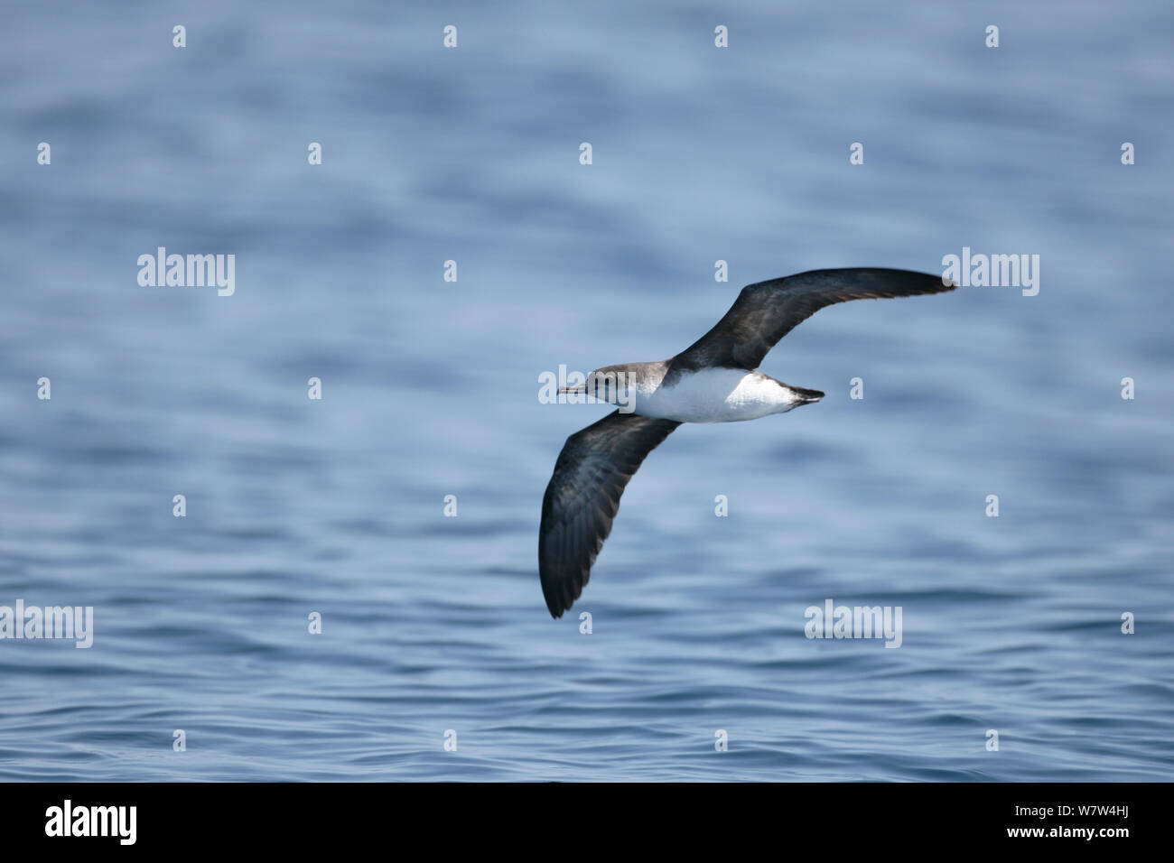 Il persiano shearwater (Puffinus persicus) in volo, Oman, Ottobre Foto Stock