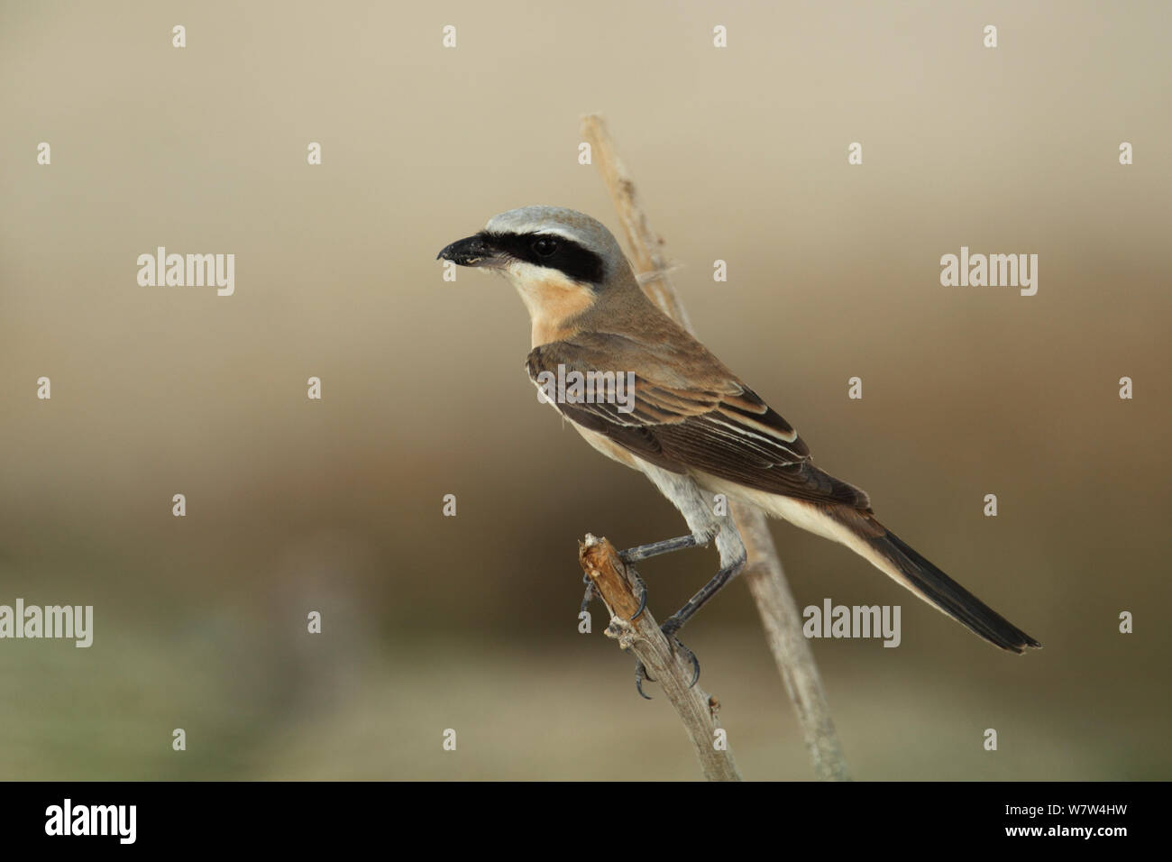 Lunga coda di shrike (Lanius schach) Oman, Settembre Foto Stock