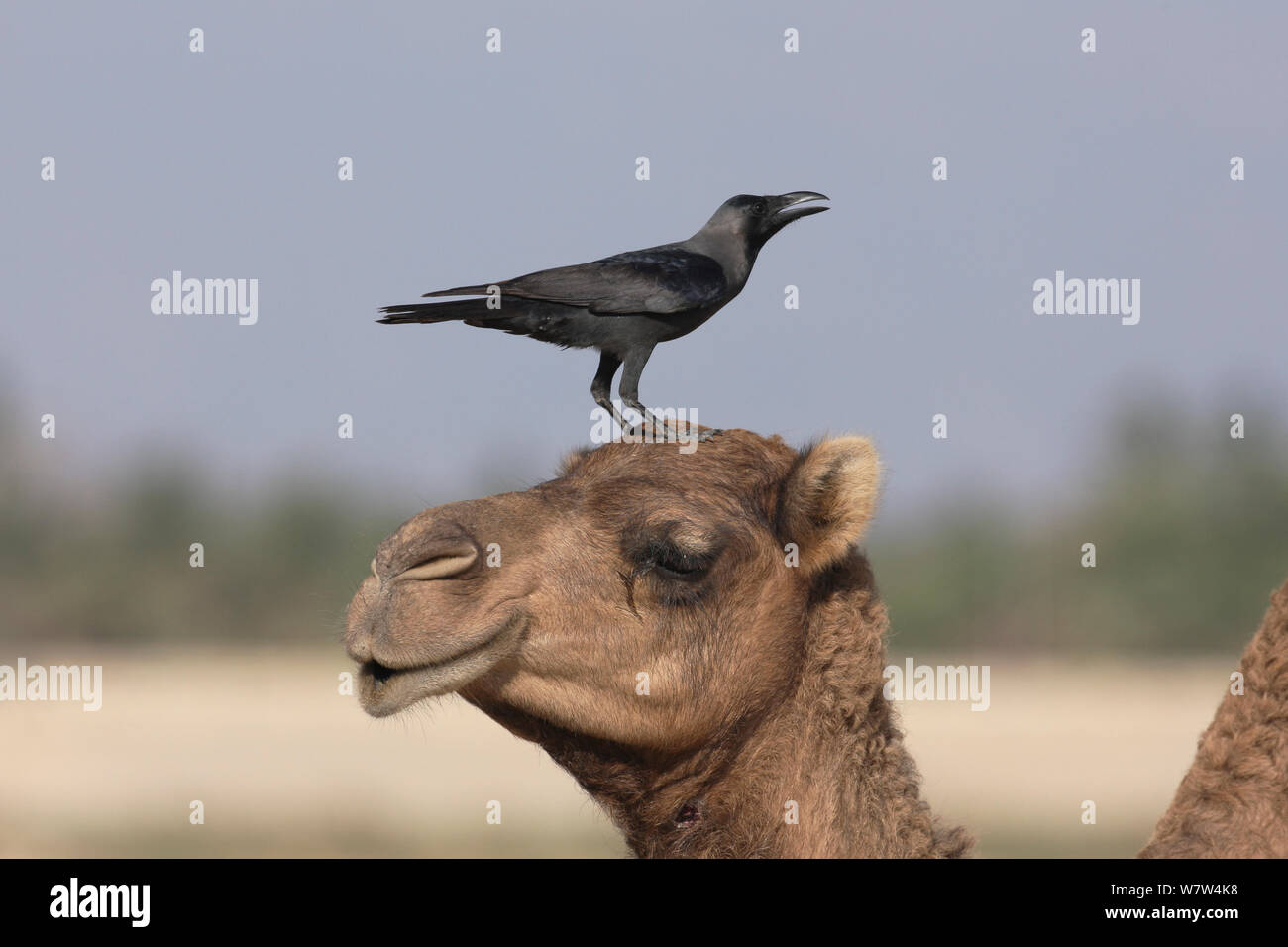 Casa crow (Corvus splendens) sul cammello arabo (Camelus dromedarius), Oman, Gennaio Foto Stock