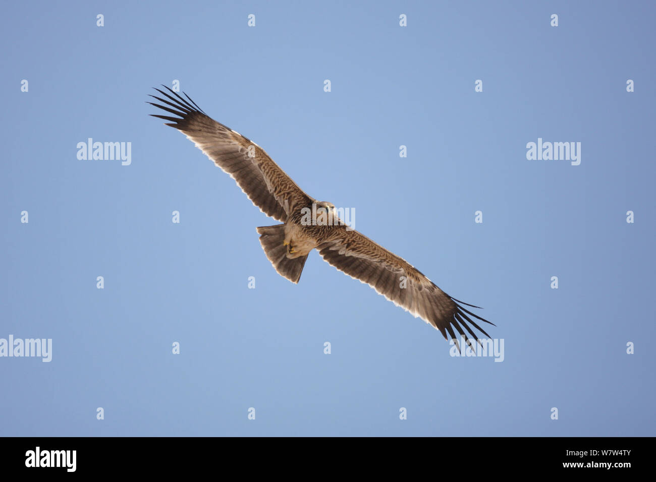 Eastern imperial eagle (Aquila heliaca) immaturo in volo, Oman, Novembre Foto Stock