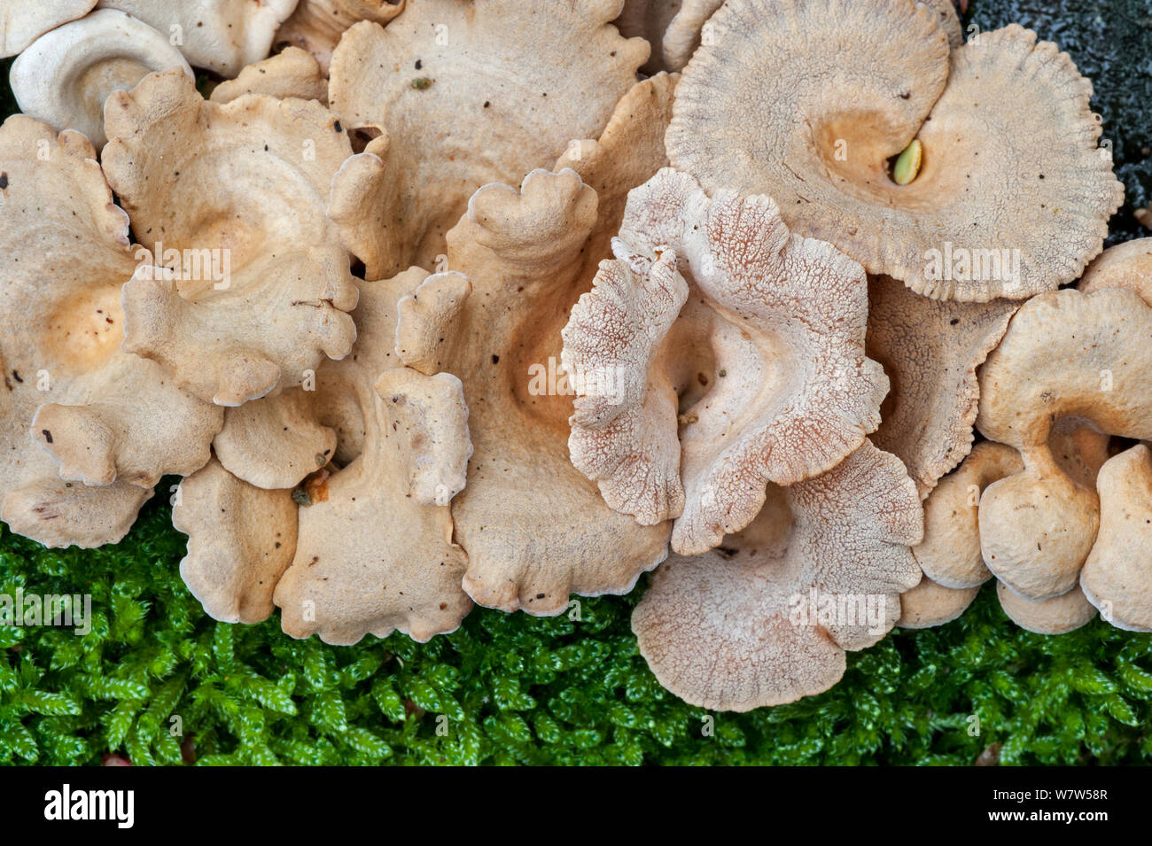 Oyster amaro (Panellus stipticus) che cresce su un tronco di albero, Belgio, ottobre. Foto Stock