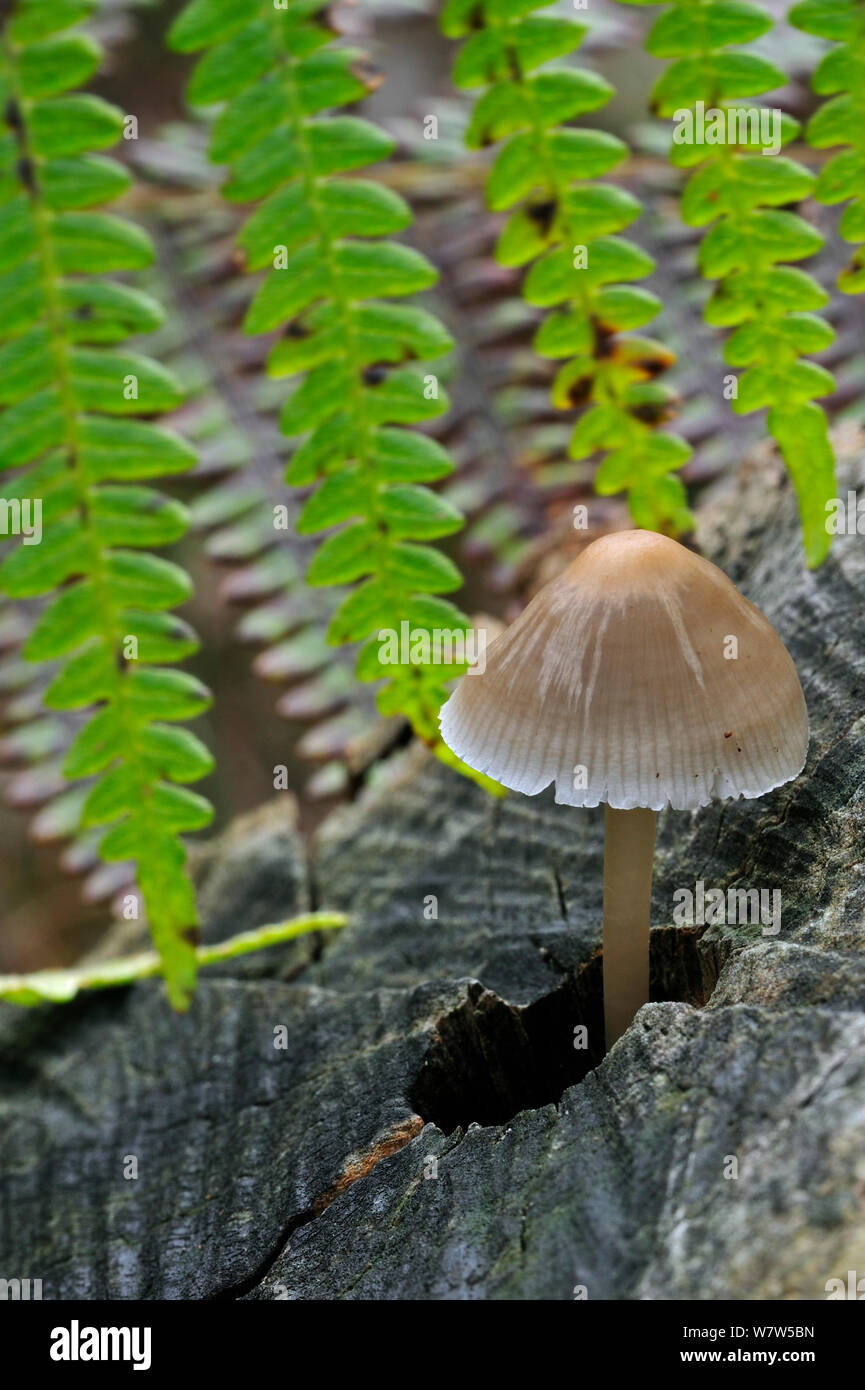 Cofano comune (Mycena galericulata) crescente a partire da un ceppo di albero, Belgio, ottobre. Foto Stock