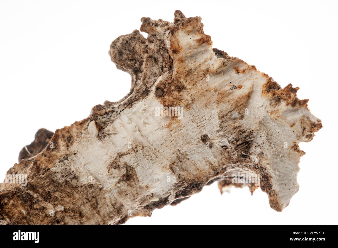 Close-up del capannone corna di un capriolo (Capreolus capreolus), che mostra segni di denti dove è stato rosicchiati dai topi, scoiattoli e altri roditori per calcio, magnesio e altri minerali, REGNO UNITO Foto Stock