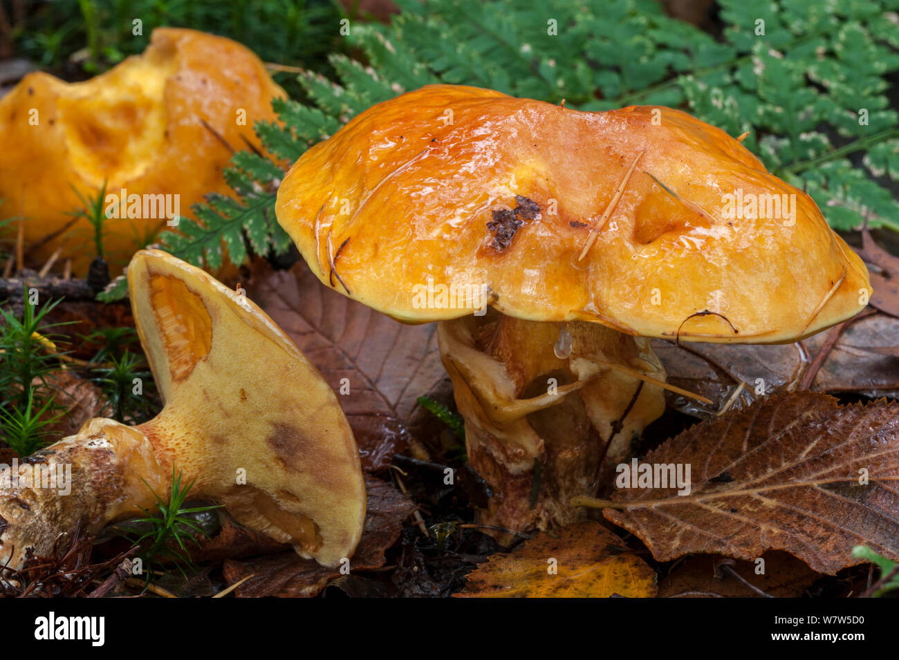 Piccolo gruppo di larice boletes (Suillus grevillei), in Belgio e in novembre. Foto Stock