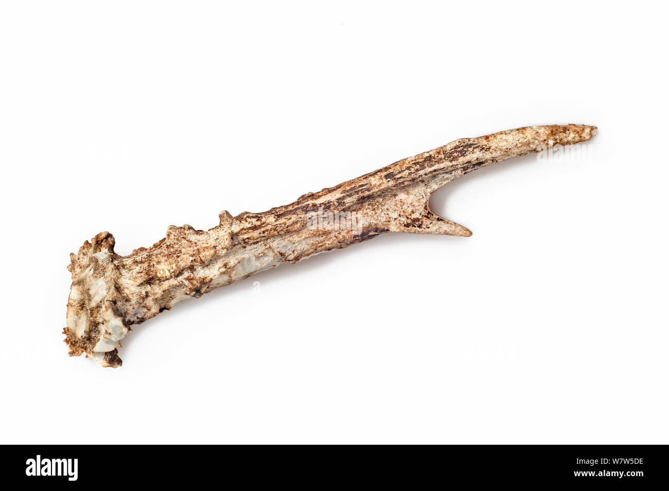 Il capriolo (Capreolus capreolus), di corna che mostra segni di denti dove è stato rosicchiati dai topi, scoiattoli e altri roditori per calcio, magnesio e altri minerali, REGNO UNITO Foto Stock