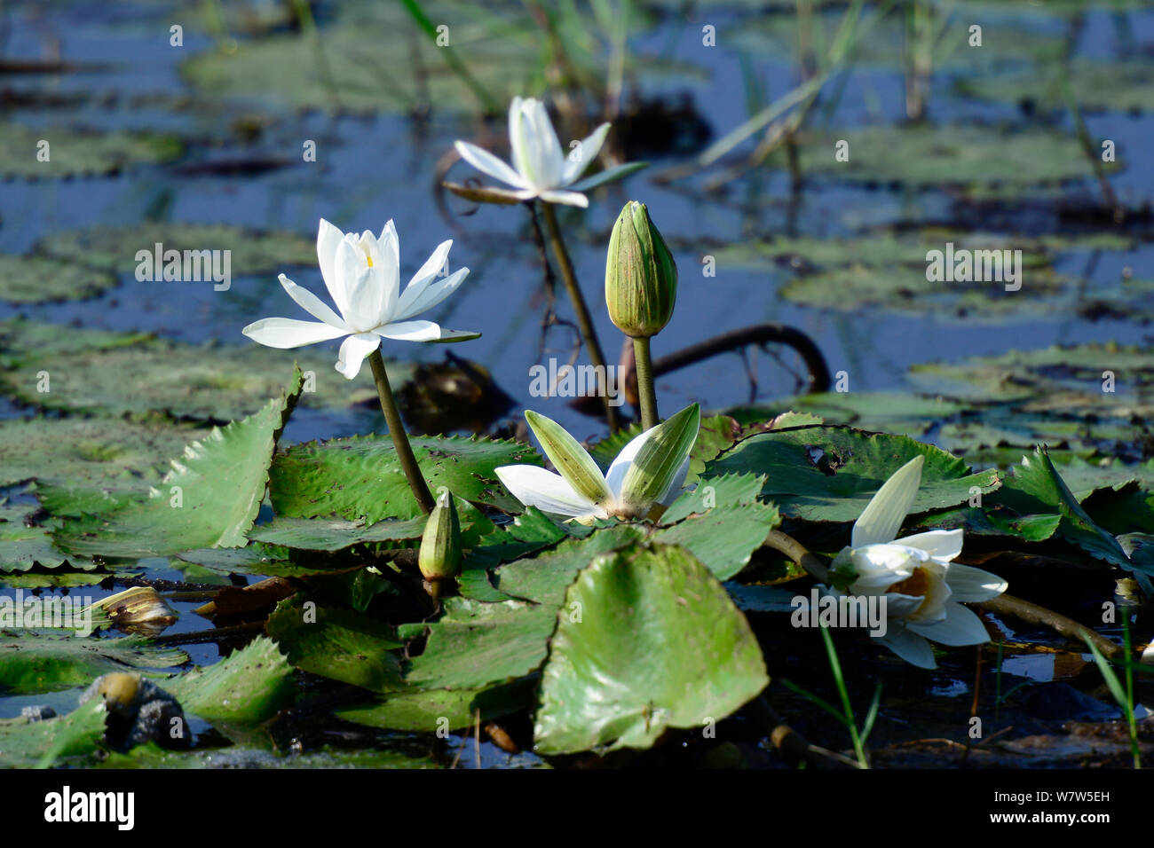 Water Lilies (Nymphaeaceae), Big Ippona Laguna, Orango Isola, Guinea Bissau. Foto Stock