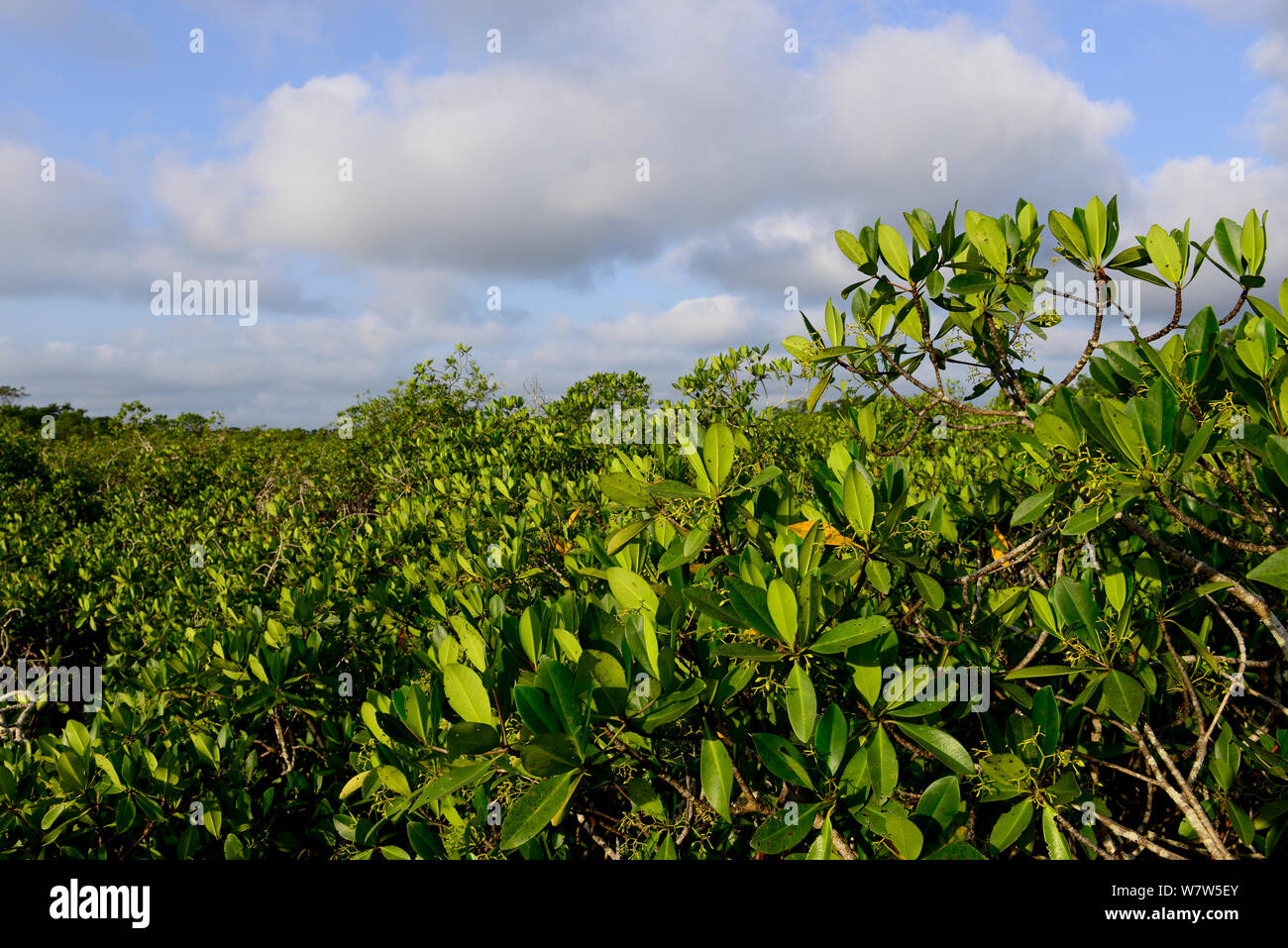 Palude di mangrovie sulla costa di Isola di Orango, Guinea Bissau, dicembre 2013. Foto Stock