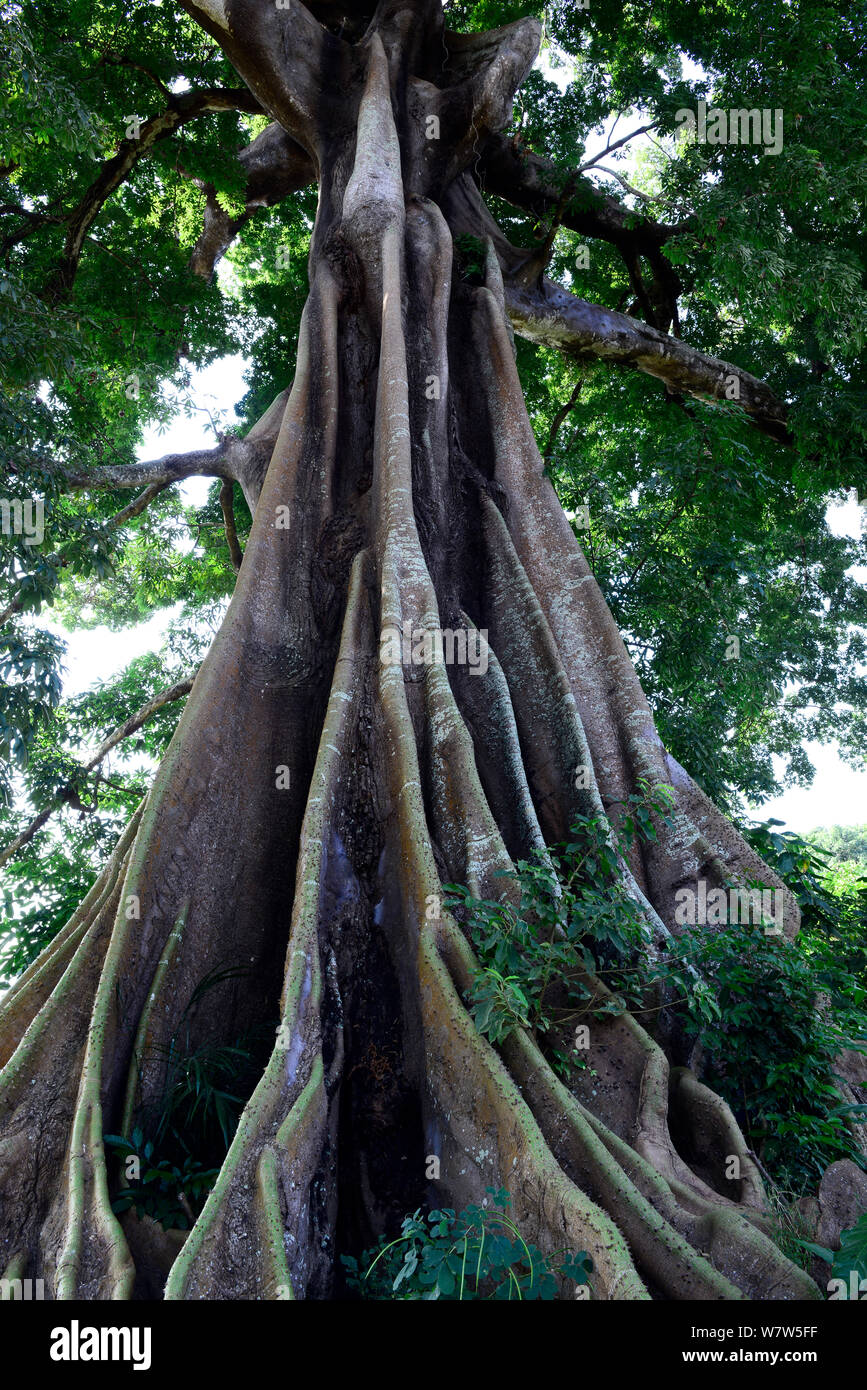 Ceiba tree (Ceiba pentandra) Canogo Isola, Guinea Bissau, dicembre 2013. Foto Stock