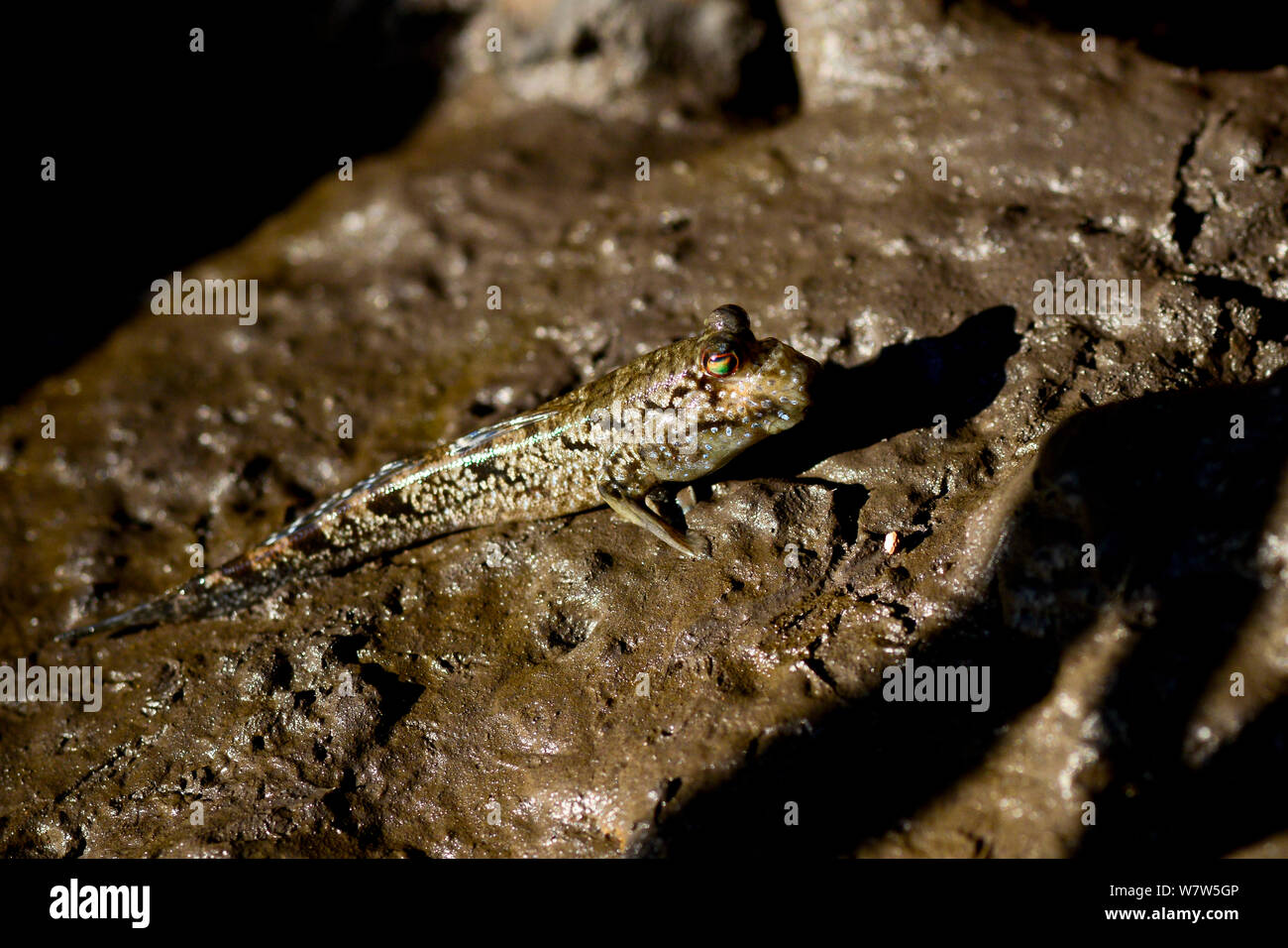 Muskipper (Periophthalmus barbarus) di mangrovie di Orango Isola, Guinea Bissau. Foto Stock