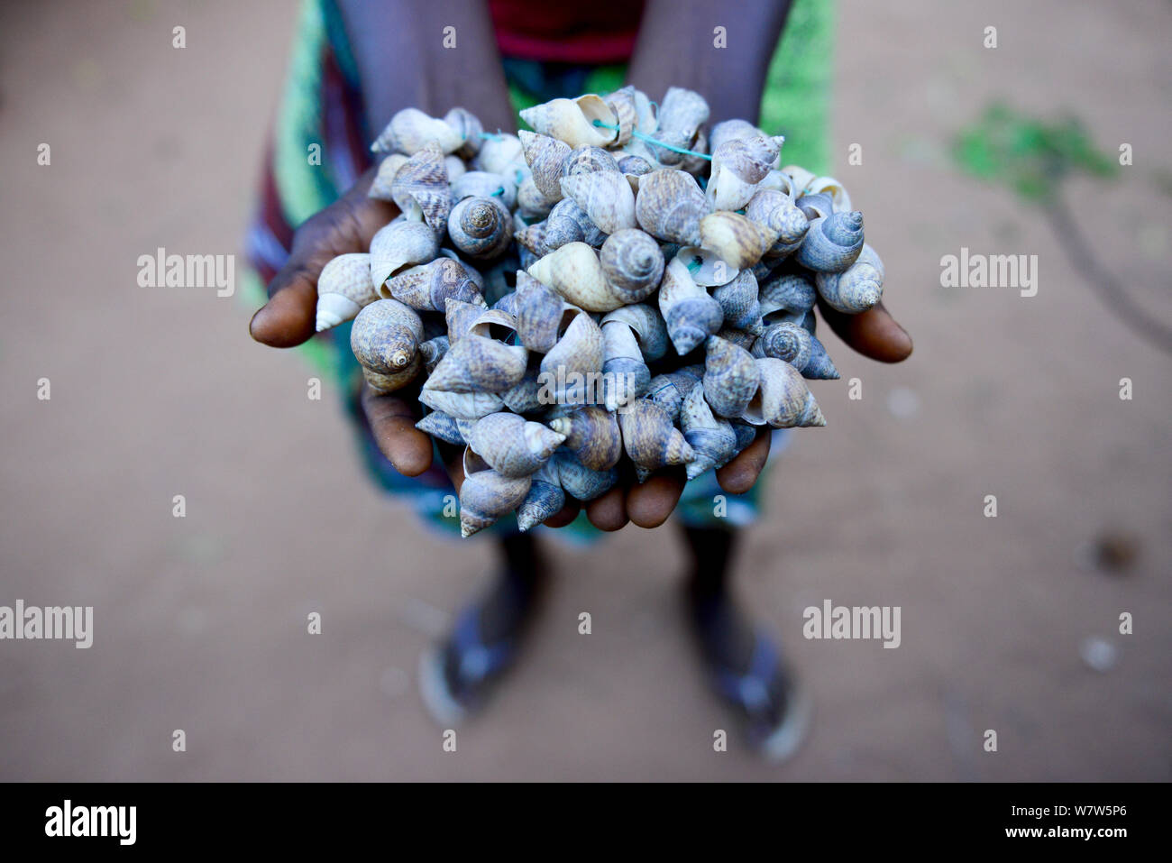 Rattles ??da conchiglie per la tradizionale danza Nalu, Cabedu village, Guinea Bissau, dicembre 2013. Foto Stock