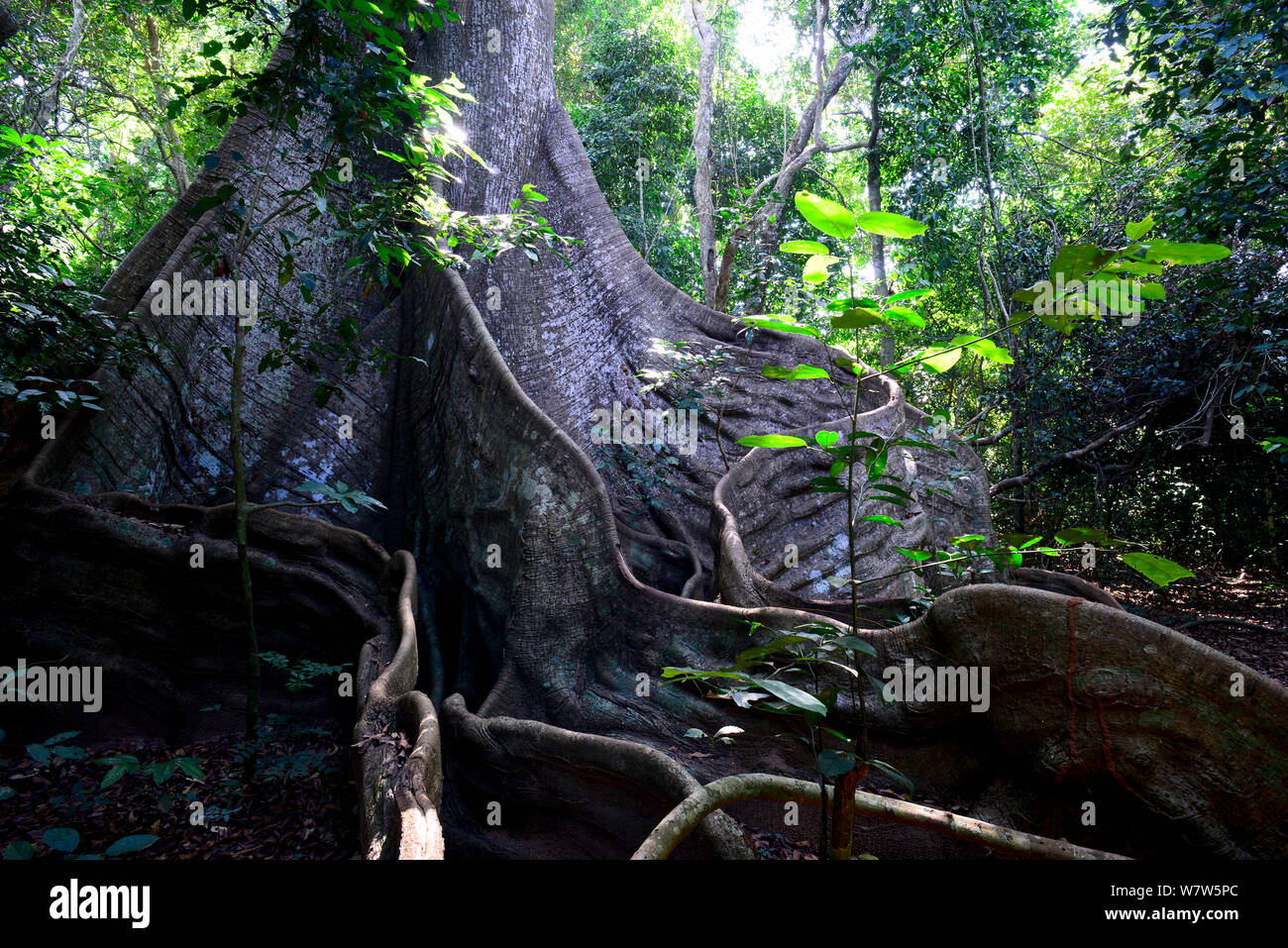 Grande kapok (Ceiba pentandra) tree, del tronco e radici, Cantanhez National Park, la Guinea Bissau. Foto Stock