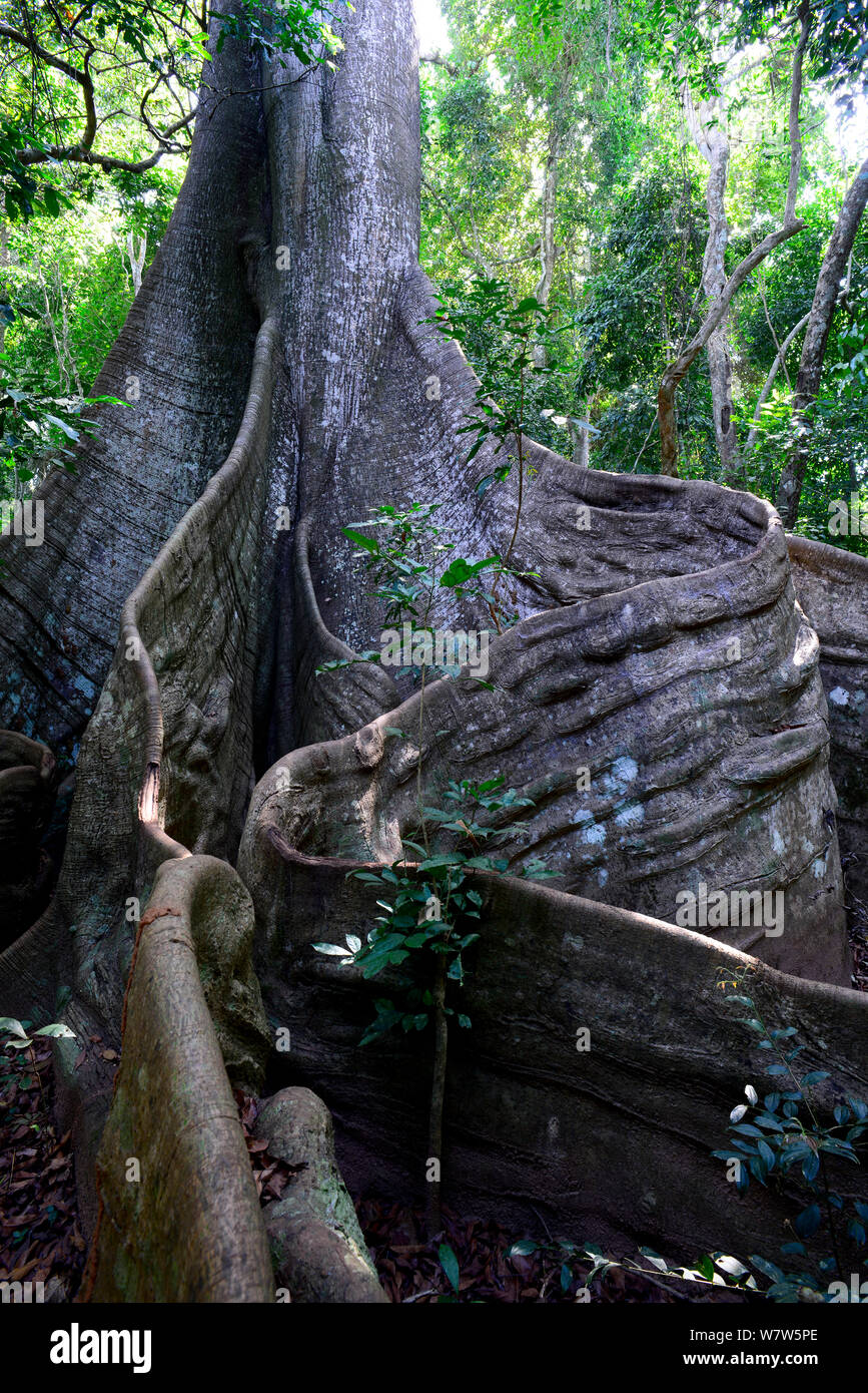 Grande kapok (Ceiba pentandra) tree, contrafforte del tronco e radici, Cantanhez National Park, la Guinea Bissau. Foto Stock