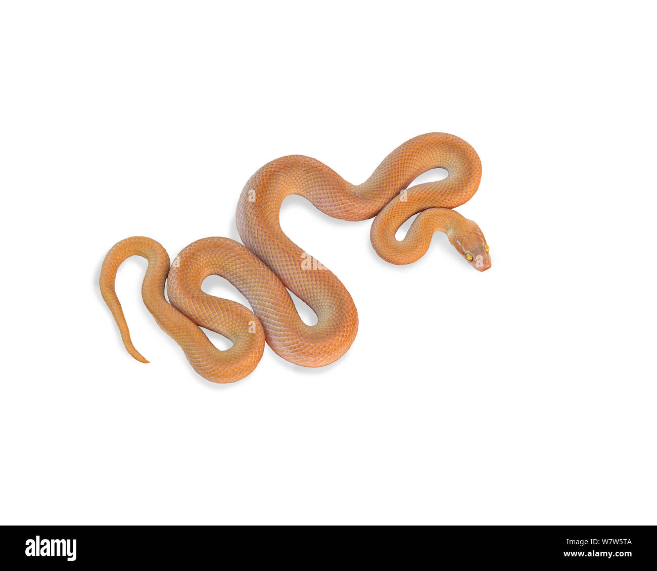 Namib house snake (Boaedon fuliginosus mentalis) prese contro uno sfondo bianco, Springbok, Sud Africa. Foto Stock