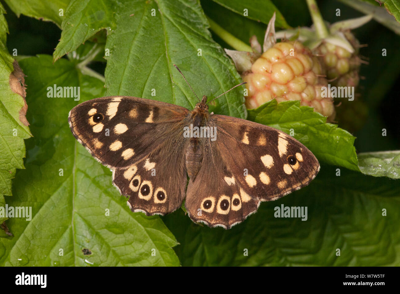 Chiazzato di legno (farfalla Pararge aegeria), Derbyshire, Regno Unito. Settembre. Foto Stock