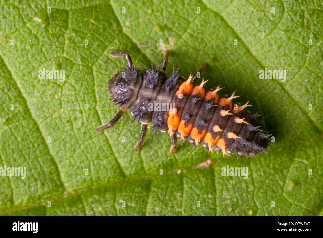 Harlequin Ladybird Larva (Harmonia axyridis). Questa è una specie invasive NEL REGNO UNITO. Derbyshire, Regno Unito, Settembre. Foto Stock