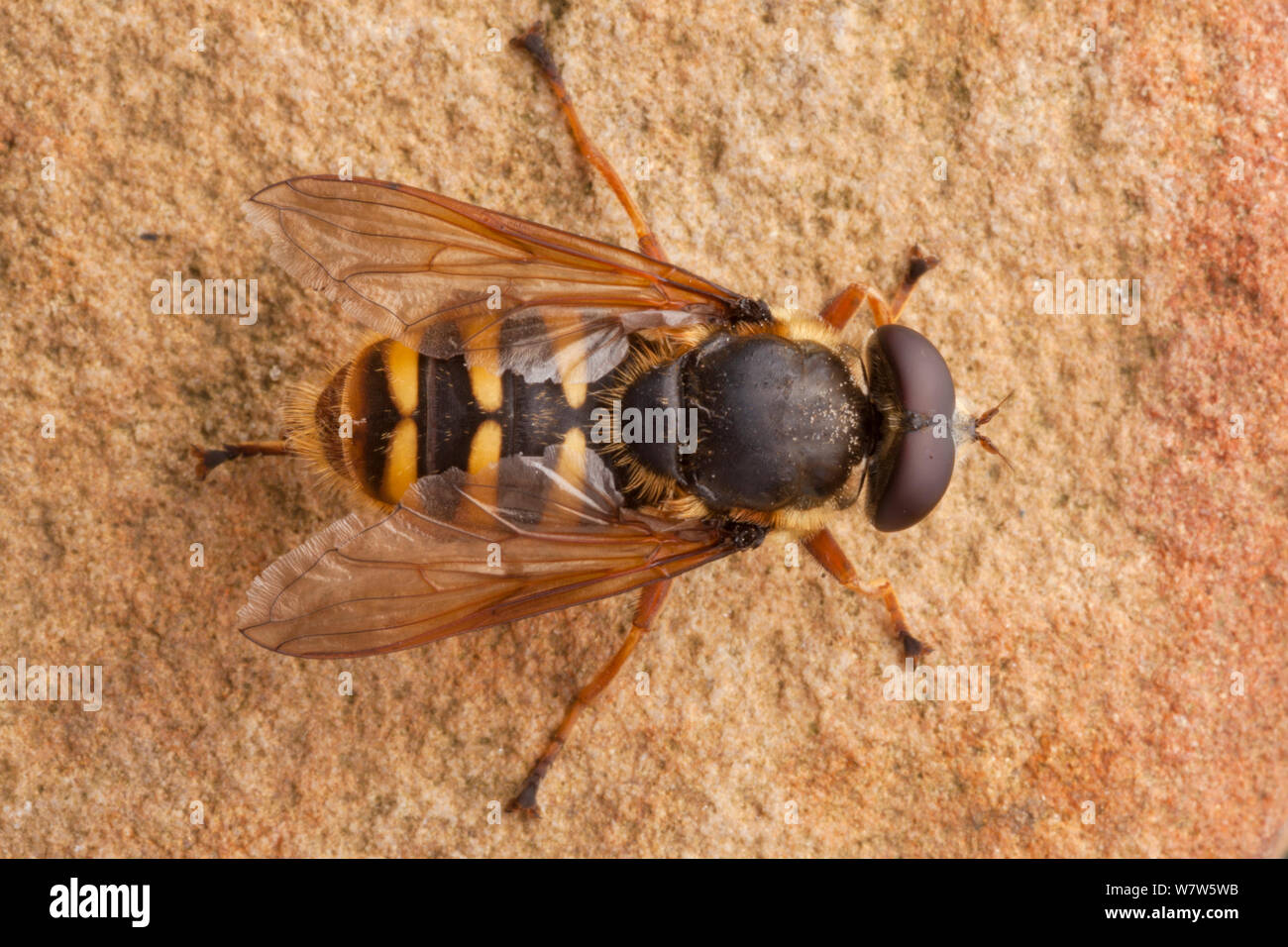 Hoverfly (Sericomyia silentis) Parco Nazionale di Peak District, Derbyshire, Regno Unito. Agosto. Foto Stock