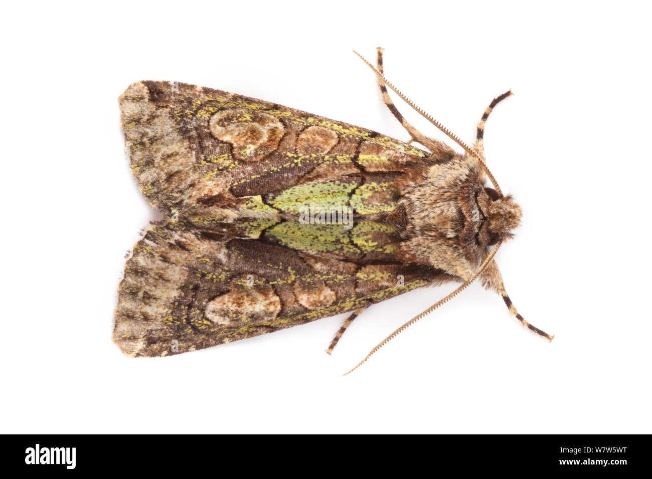 Green-Brindled Crescent tarma (Allophyes oxyacanthae) fotografato nel campo mobile studio su uno sfondo bianco. La foresta nazionale, Leicestershire, Regno Unito. Settembre. Foto Stock