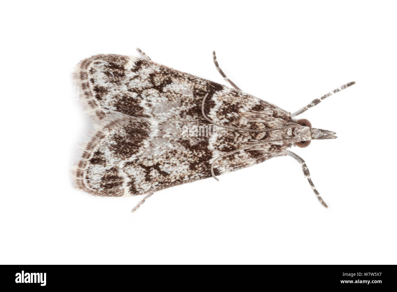 Un micro moth (Eudonia sp.) fotografato nel campo mobile studio su uno sfondo bianco. Parco Nazionale di Peak District, Derbyshire, Regno Unito. Agosto. Foto Stock