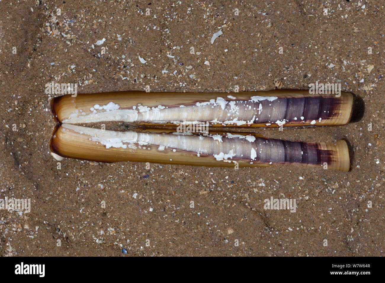Guscio di rasoio (Ensis siliqua), Colwyn Bay, Wales, Regno Unito. Maggio. Foto Stock