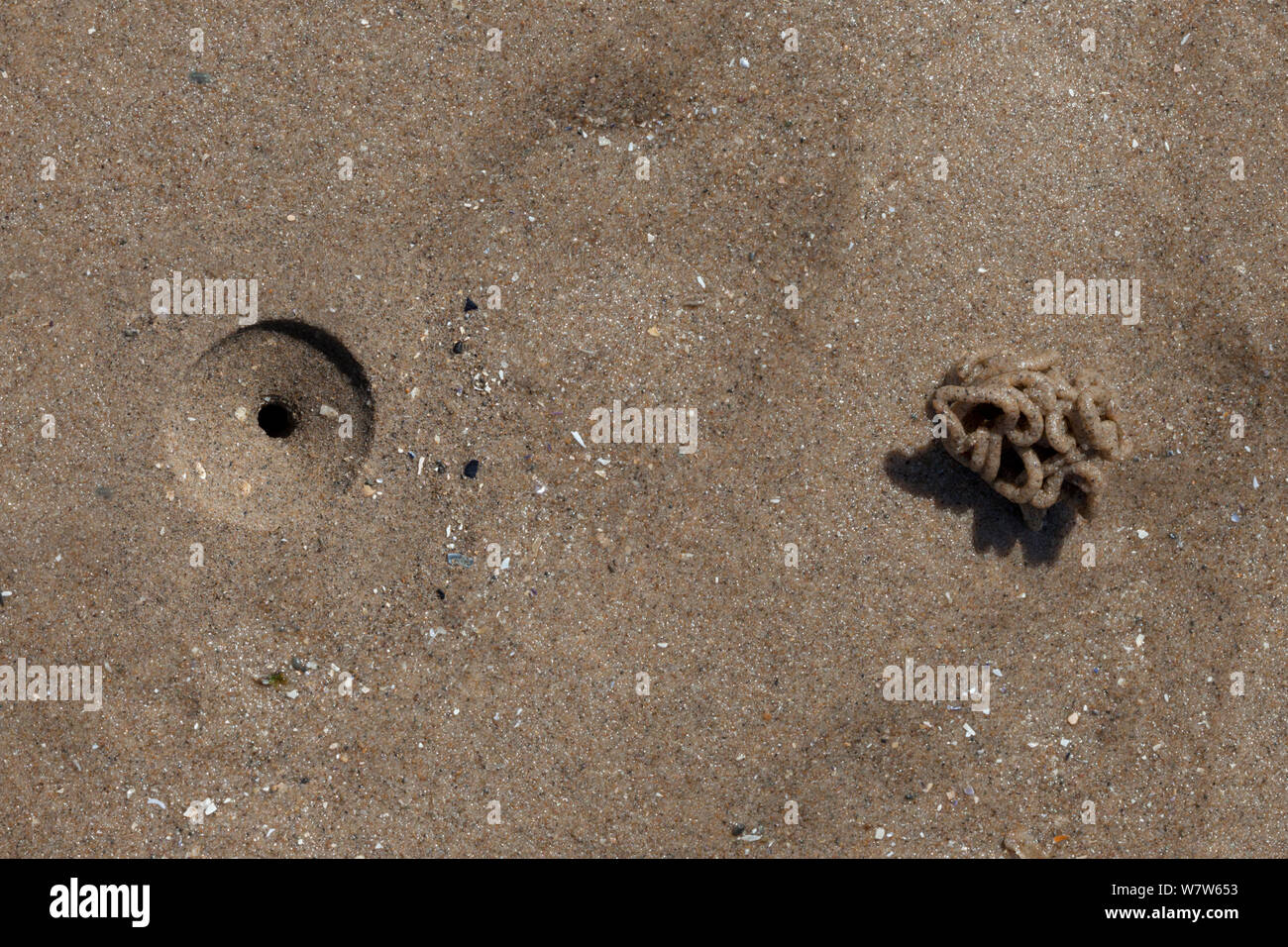 (Lugworm Arenicola maritima) cast e alimentazione di depressione sulla riva sabbiosa con la bassa marea, Colwyn Bay, Wales, Regno Unito. Maggio. Foto Stock