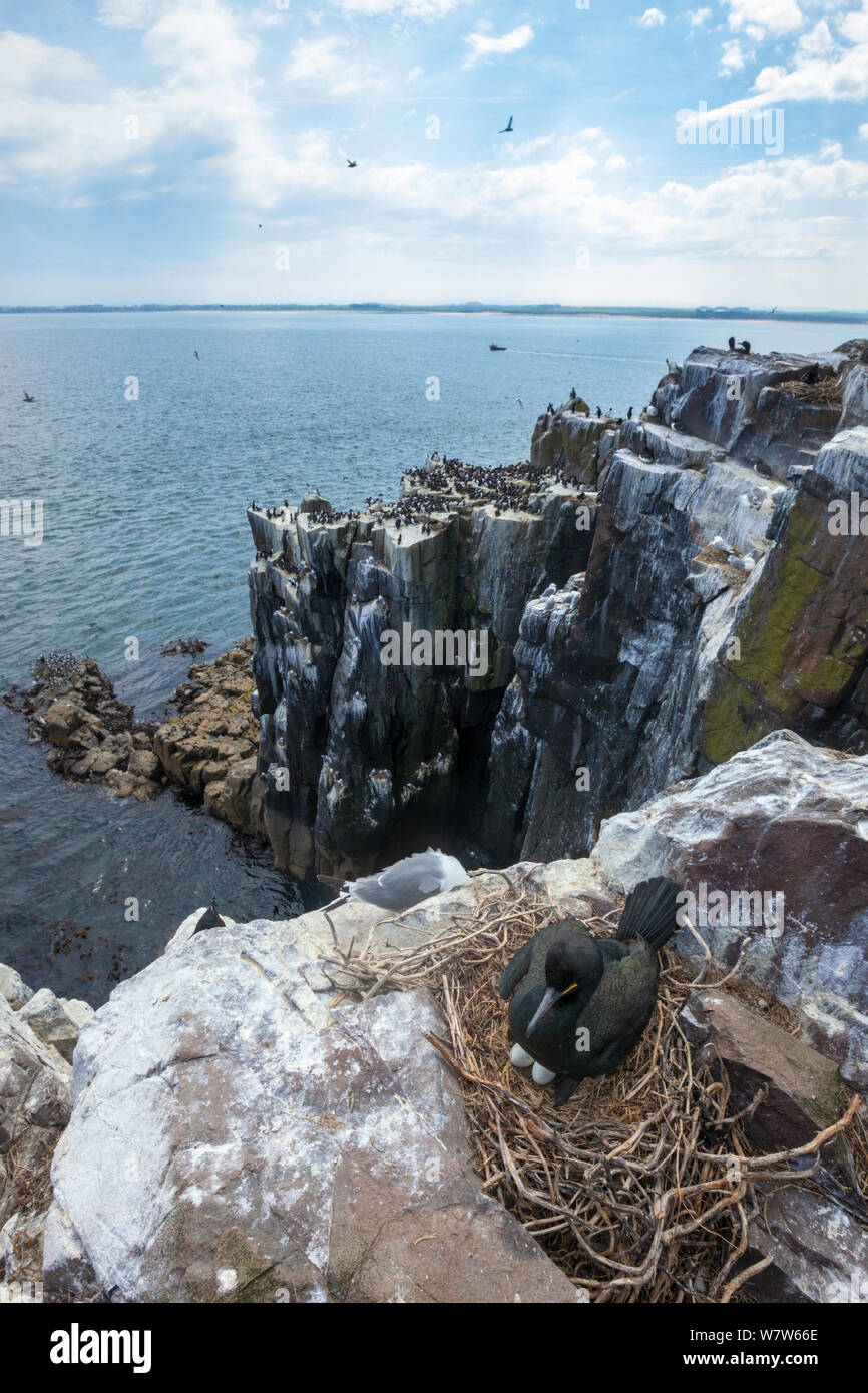 Il marangone dal ciuffo (phalacrocorax aristotelis) sul nido, farne Islands, Northumberland, Regno Unito. Maggio Foto Stock