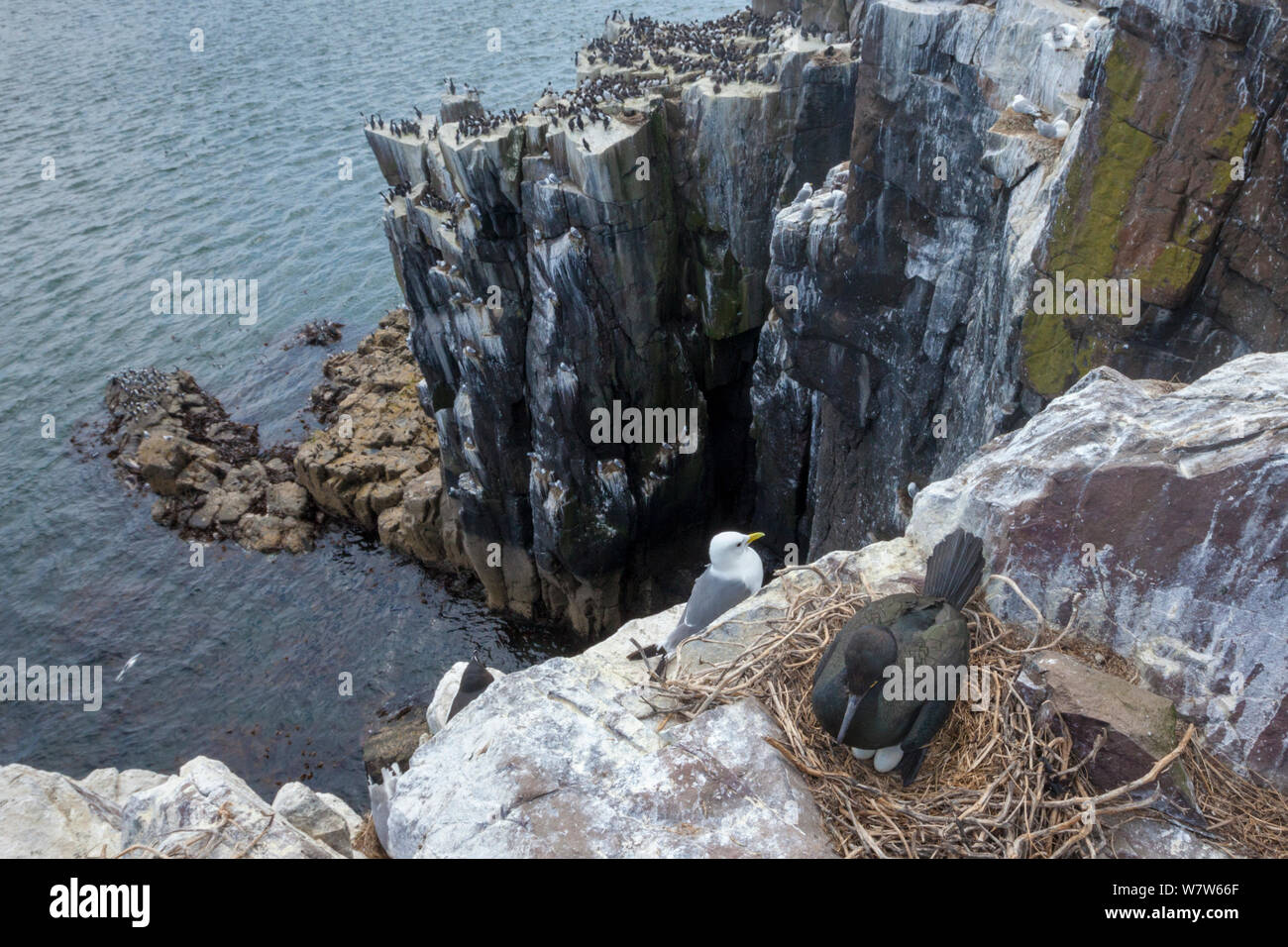 Il marangone dal ciuffo (phalacrocorax aristotelis) sul nido, farne Islands, Northumberland, Regno Unito. Maggio Foto Stock