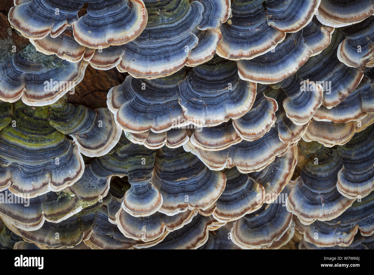 Fungo Turkeytail (Trametes / Coriolus versicolor) che cresce su un dead alder ceppo di albero. Nottingham, Regno Unito. Febbraio. Foto Stock