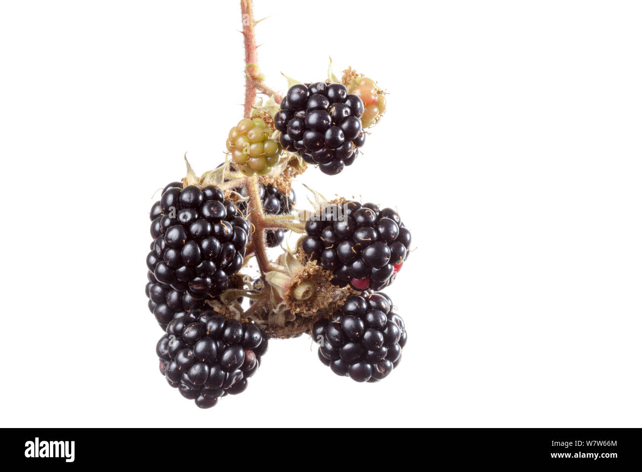 More mature su Rovo (Rubus plicatus) fotografato nel campo mobile studio contro uno sfondo bianco. Nel Regno Unito, in settembre. Foto Stock