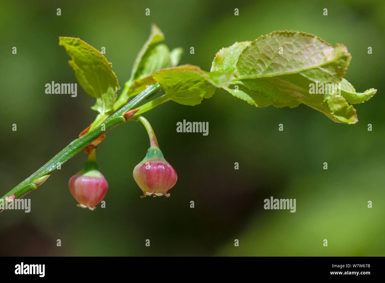 Fiori di mirtilli (Vaccinium myrtillus), il Parco Nazionale di Snowdonia, Wales, Regno Unito. Maggio. Foto Stock