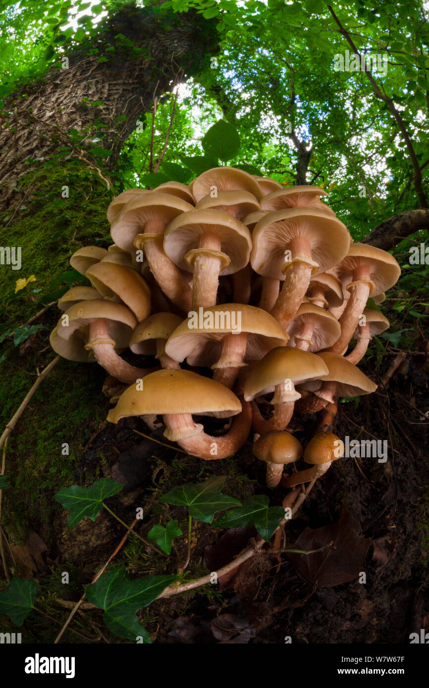 Chiodino (Armillaria mellea) crescente sulla coppia Frassino (Fraxinus excelsior). Parco Nazionale di Peak District, Derbyshire, Regno Unito. Settembre. Foto Stock