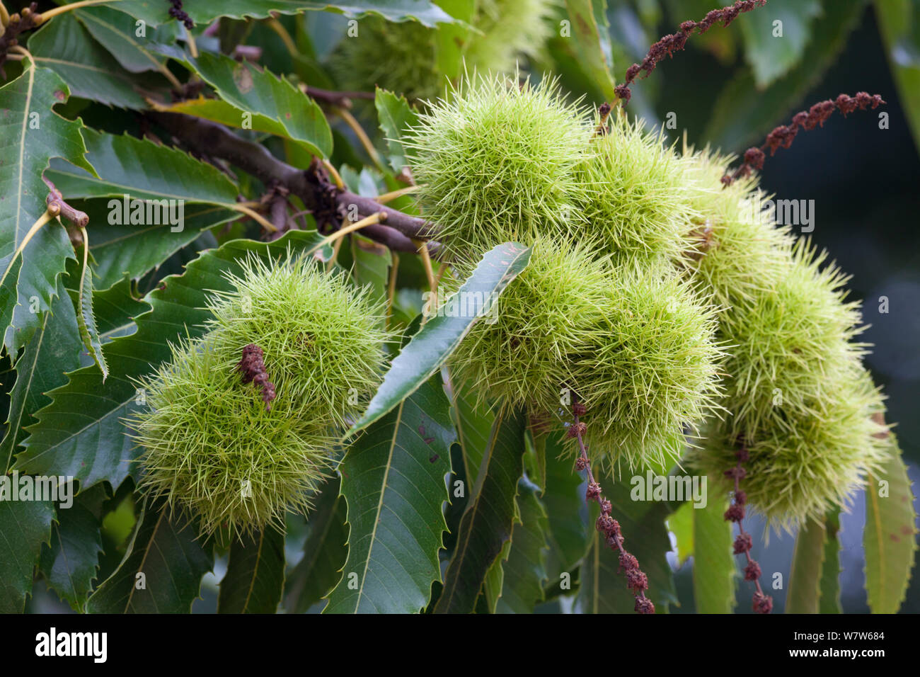 Le castagne sul castagno (Castanea sativa), Nottinghamshire, Regno Unito. Ottobre. Foto Stock