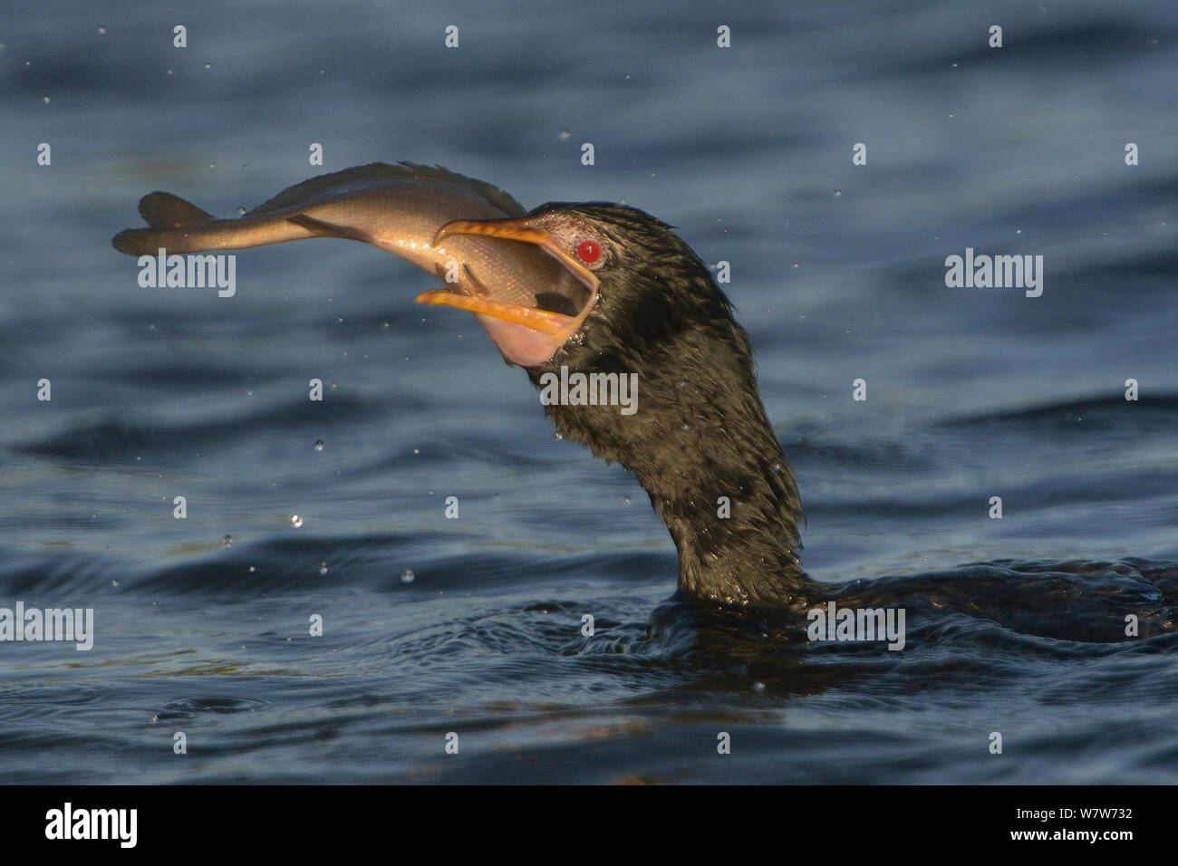 Cormorano Reed (Microcarbo africanus) tenta di inghiottire pesci, fiume Chobe, Botswana, maggio. Foto Stock