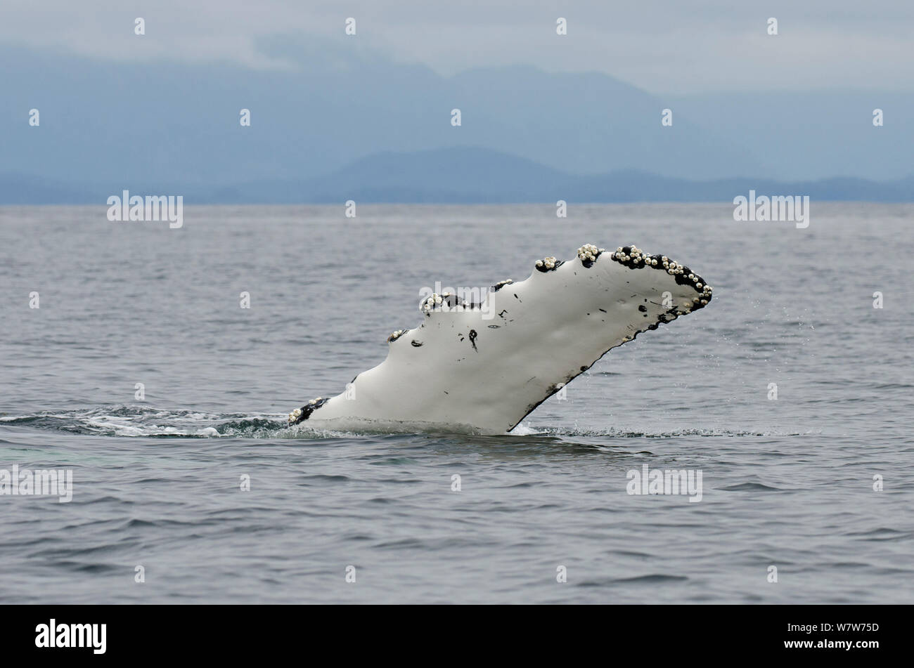 Humpback Whale (Megaptera novaeangliae) Pinna pettorale sollevato al di sopra dell'acqua, l'isola di Vancouver, British Columbia, Canada, a luglio. Foto Stock