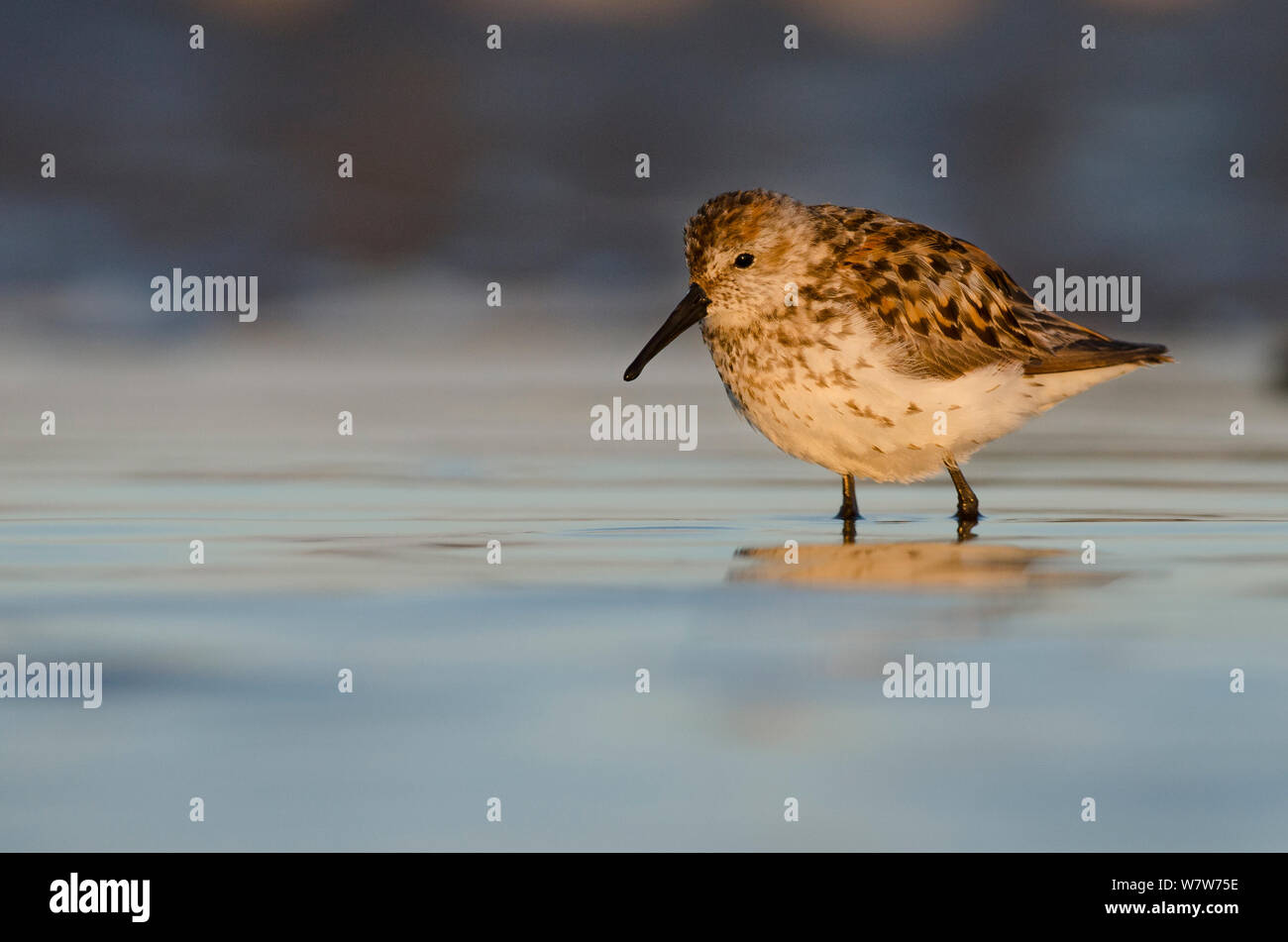 Western sandpiper (Calidris mauri) foraggio su una spiaggia al tramonto, l'isola di Vancouver, British Columbia, Canada, a luglio. Foto Stock