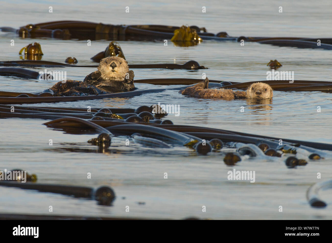 Northern sea otter (Enhydra lutris kenyoni) madre e pup floating tra bull kelp al tramonto, l'isola di Vancouver, British Columbia, Canada, a luglio. Foto Stock
