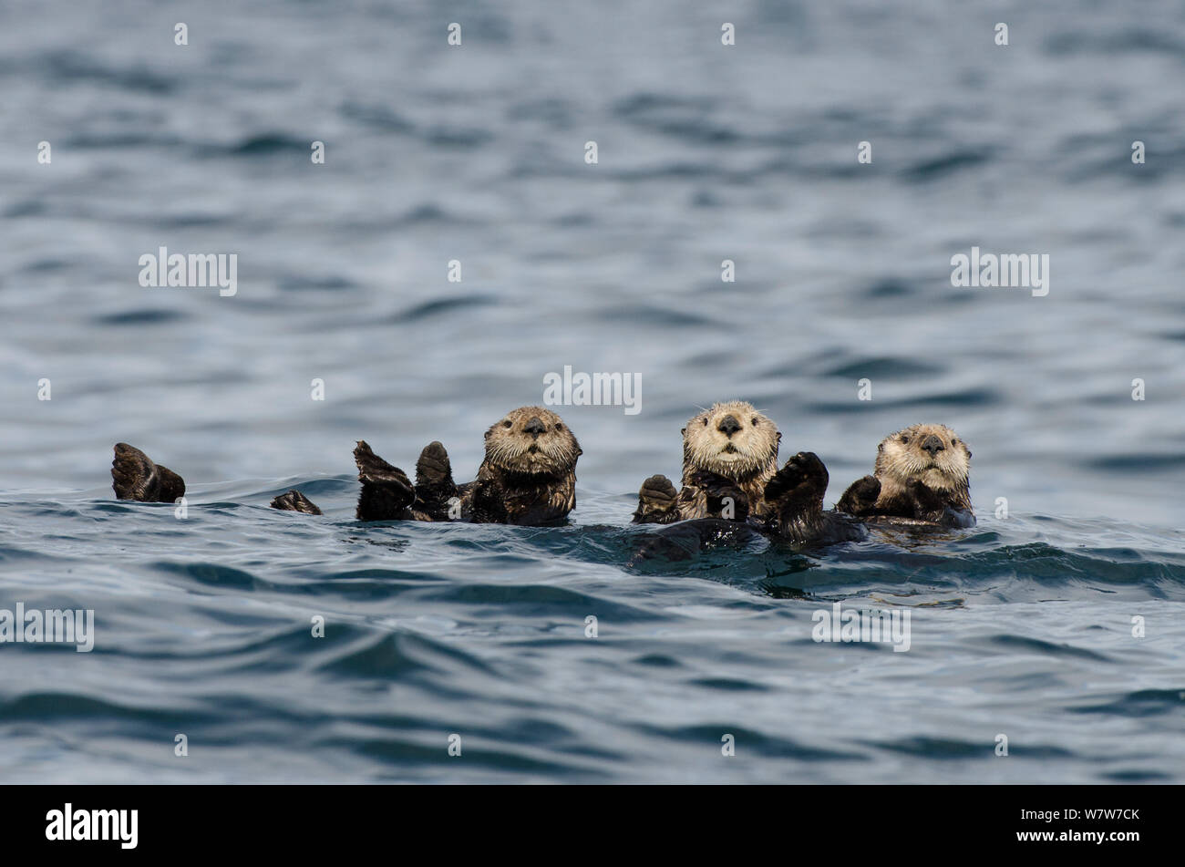 Mare del Nord (lontre Enhydra lutris kenyoni), rafting, Isola di Vancouver, British Columbia, Canada, a luglio. Foto Stock