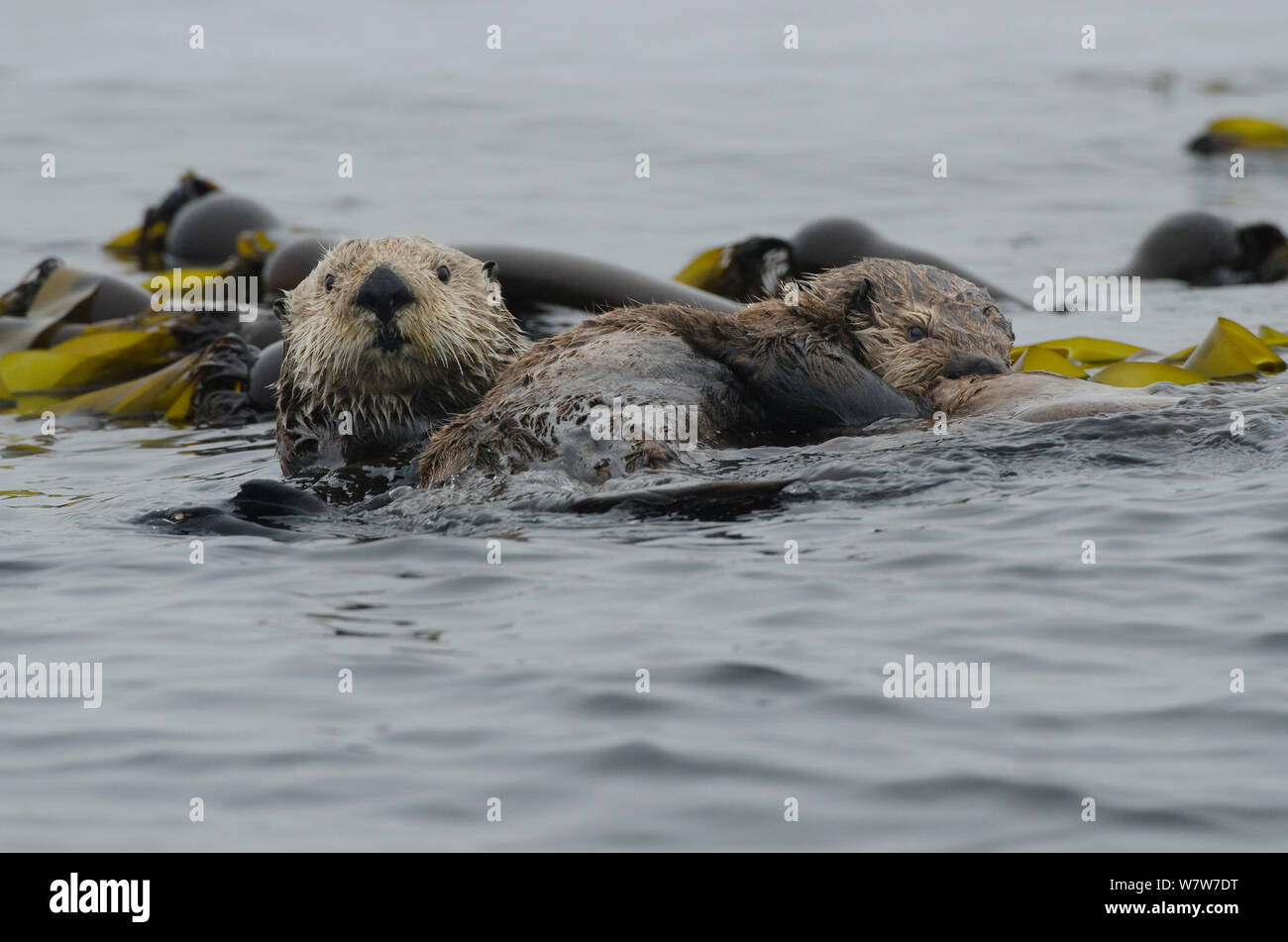 Mare del Nord (lontre Enhydra lutris kenyoni), madre di cucciolo di allattamento tra bull kelp, Isola di Vancouver, British Columbia, Canada, a luglio. Foto Stock