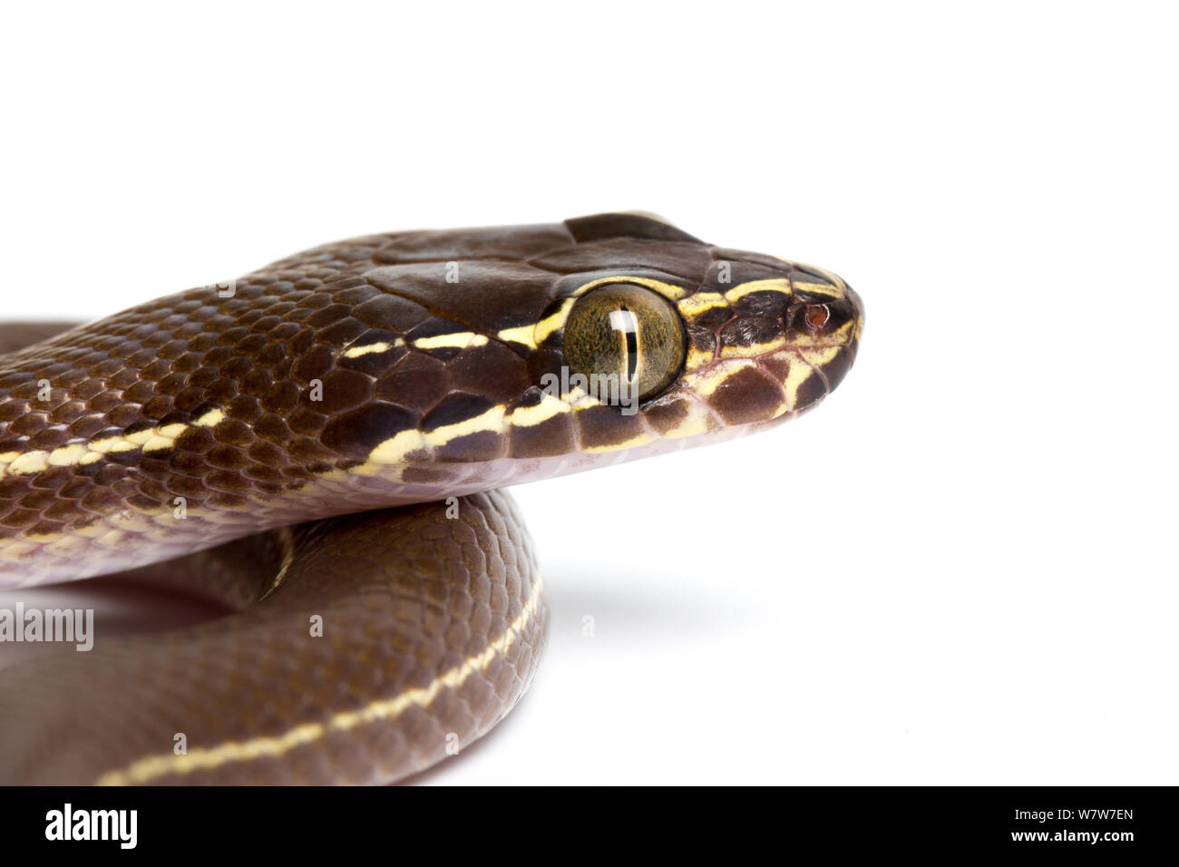 Casa foderato snake (Boaedon lineatus) captive dall'Africa occidentale e centrale. Foto Stock