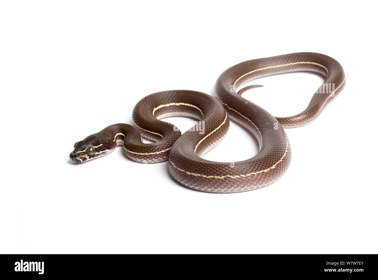 Casa foderato snake (Boaedon lineatus) captive fom Africa occidentale e centrale. Foto Stock