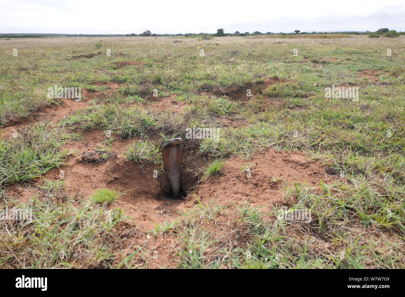 Cape Cobra (Naja nivea) adulto emergente dal nido nel gerbillo colonia. DeHoop Riserva Naturale, Western Cape, Sud Africa, Dicembre. Foto Stock