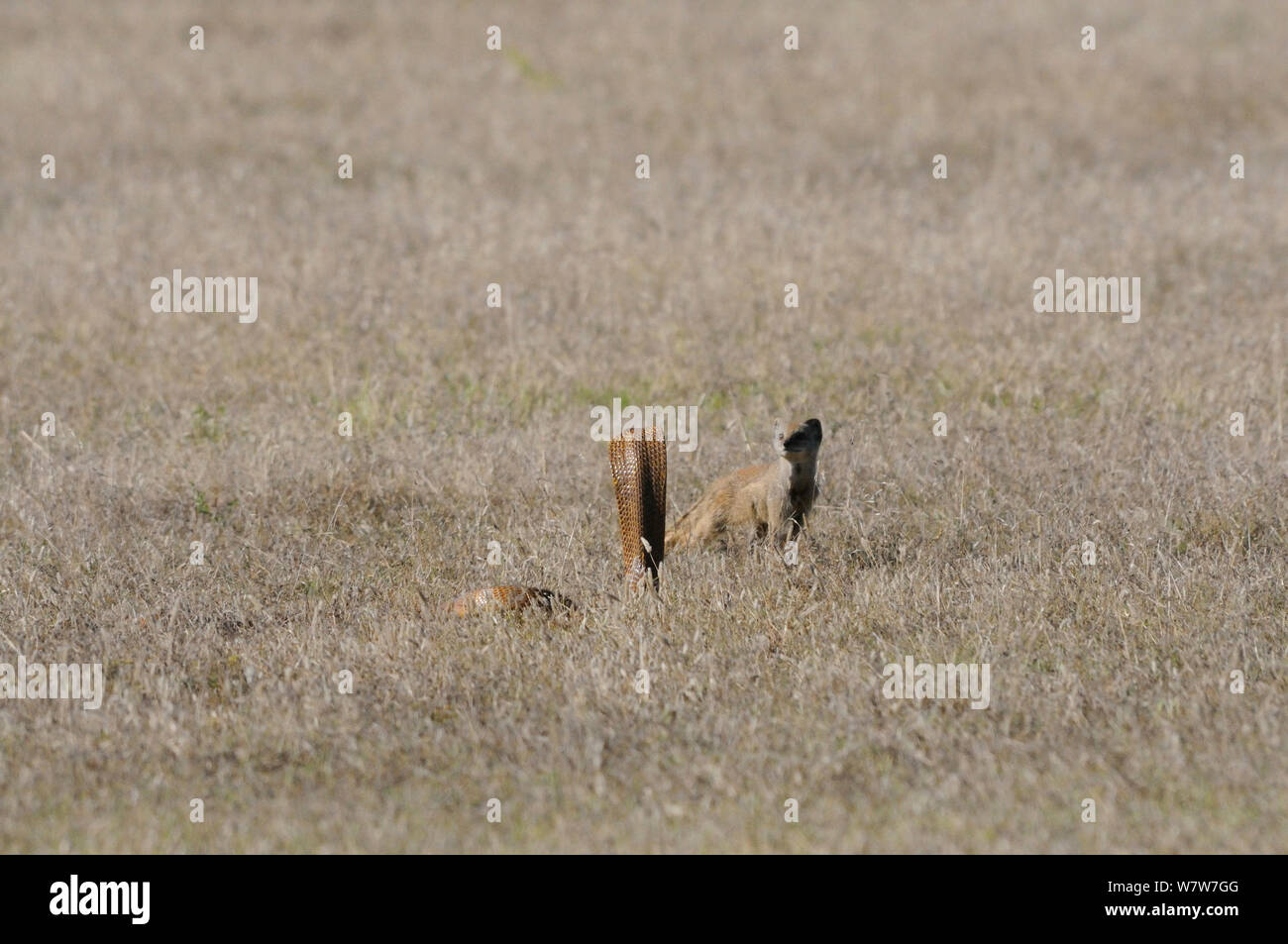 Cape cobra (Naja nivea) caccia e curioso giallo (mongoose Cynictis penicillata) deHoop Riserva Naturale, Western Cape, Sud Africa, Dicembre. Foto Stock