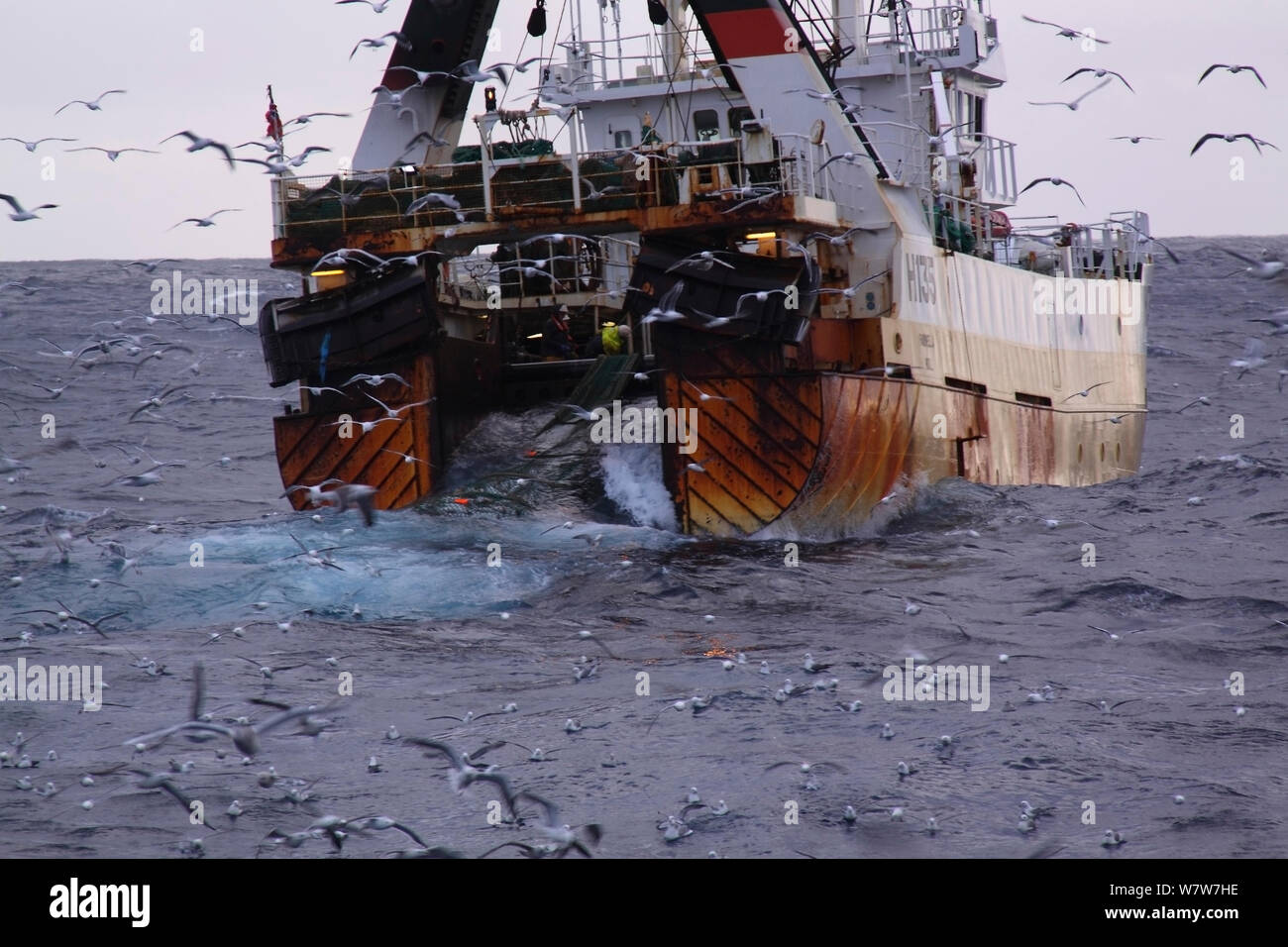 Net pieno di pesce trasportato a bordo dello scafo registrato stern trawler &#39;Farnella&#39; sul Mare del Nord, novembre 2013. Tutti i non-usi editoriali deve essere eliminato singolarmente. Foto Stock